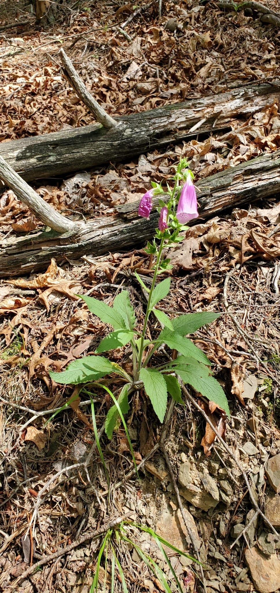 Foxglove: Whole plant