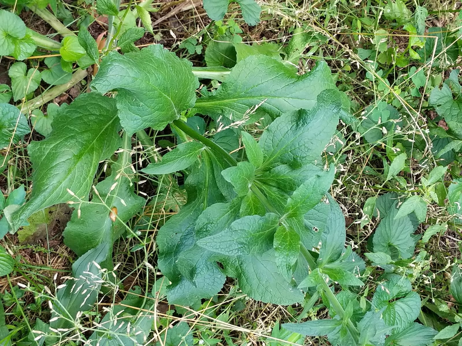Foxglove: Whole plant