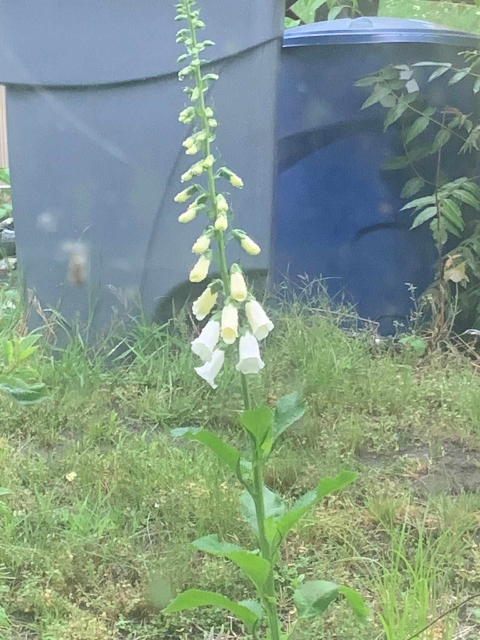 Foxglove: Whole plant