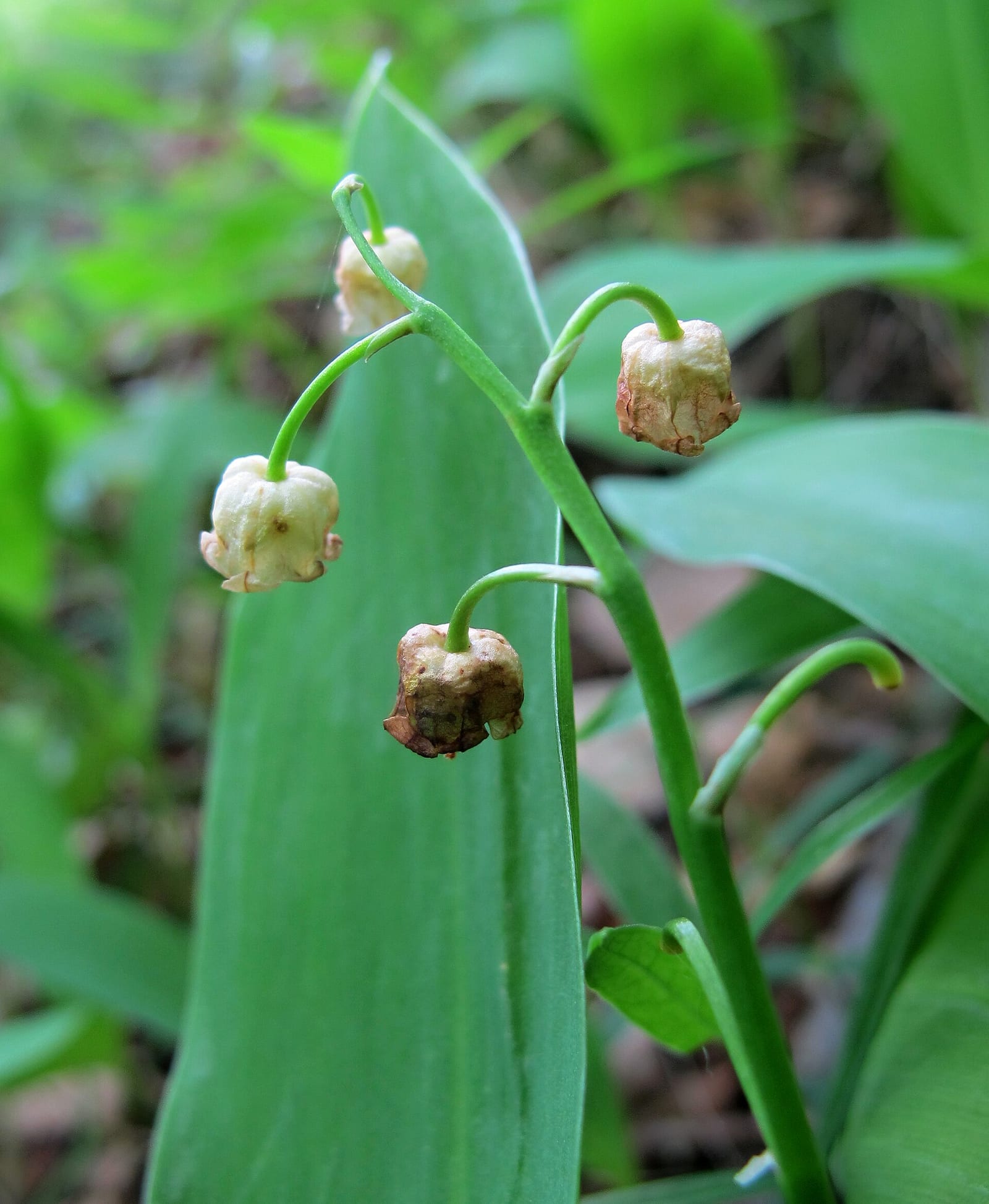 Lily of the valley: Fruit or seed