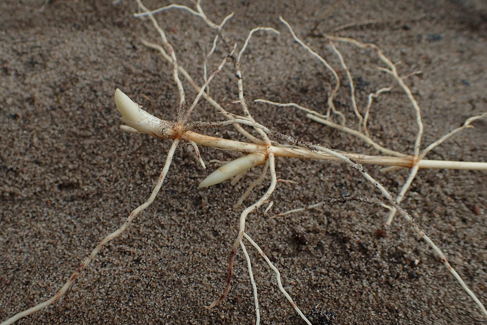 Lily of the valley: Root or base