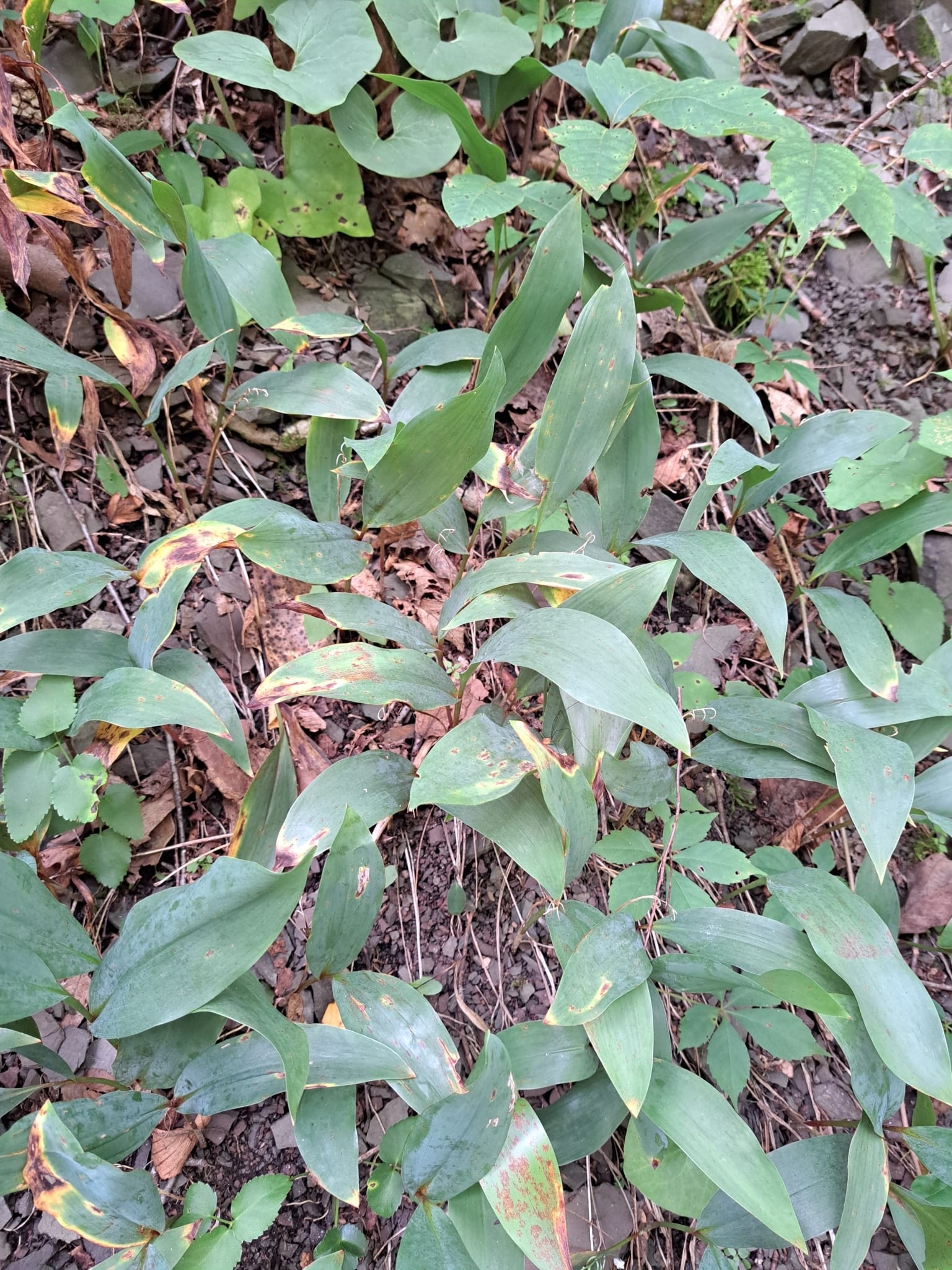Lily of the valley: Whole plant
