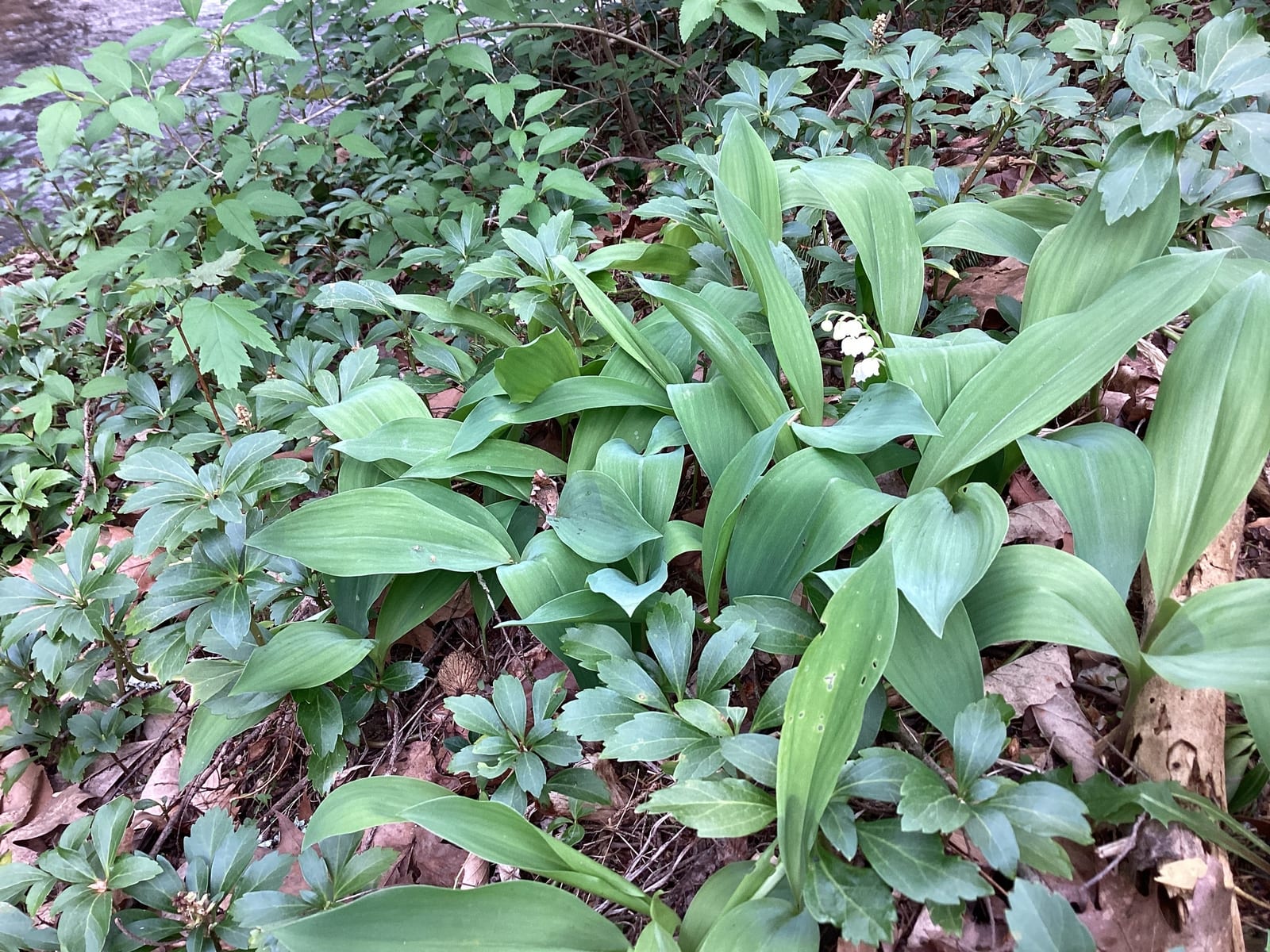 Lily of the valley: Whole plant