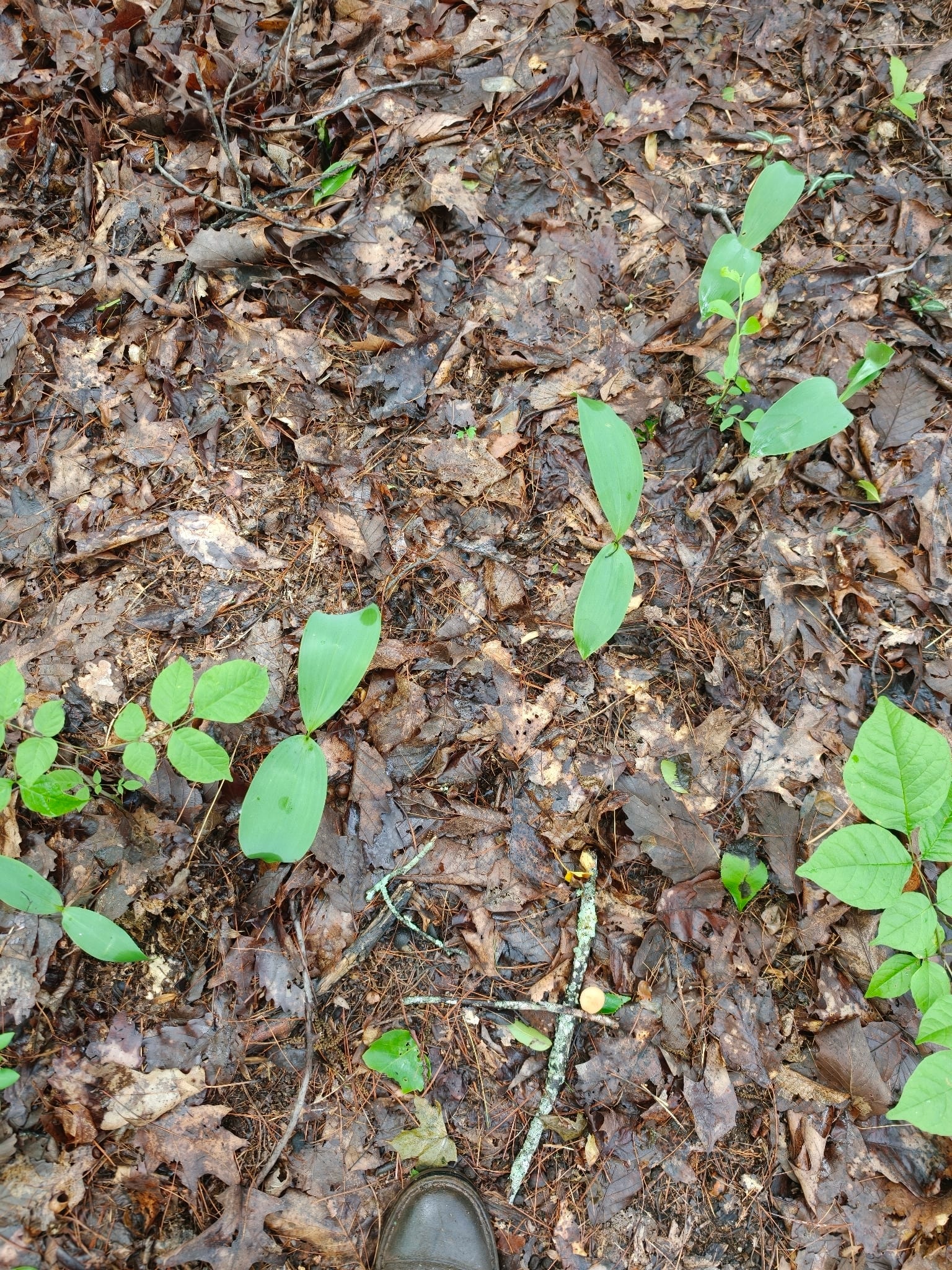 Lily of the valley: Whole plant
