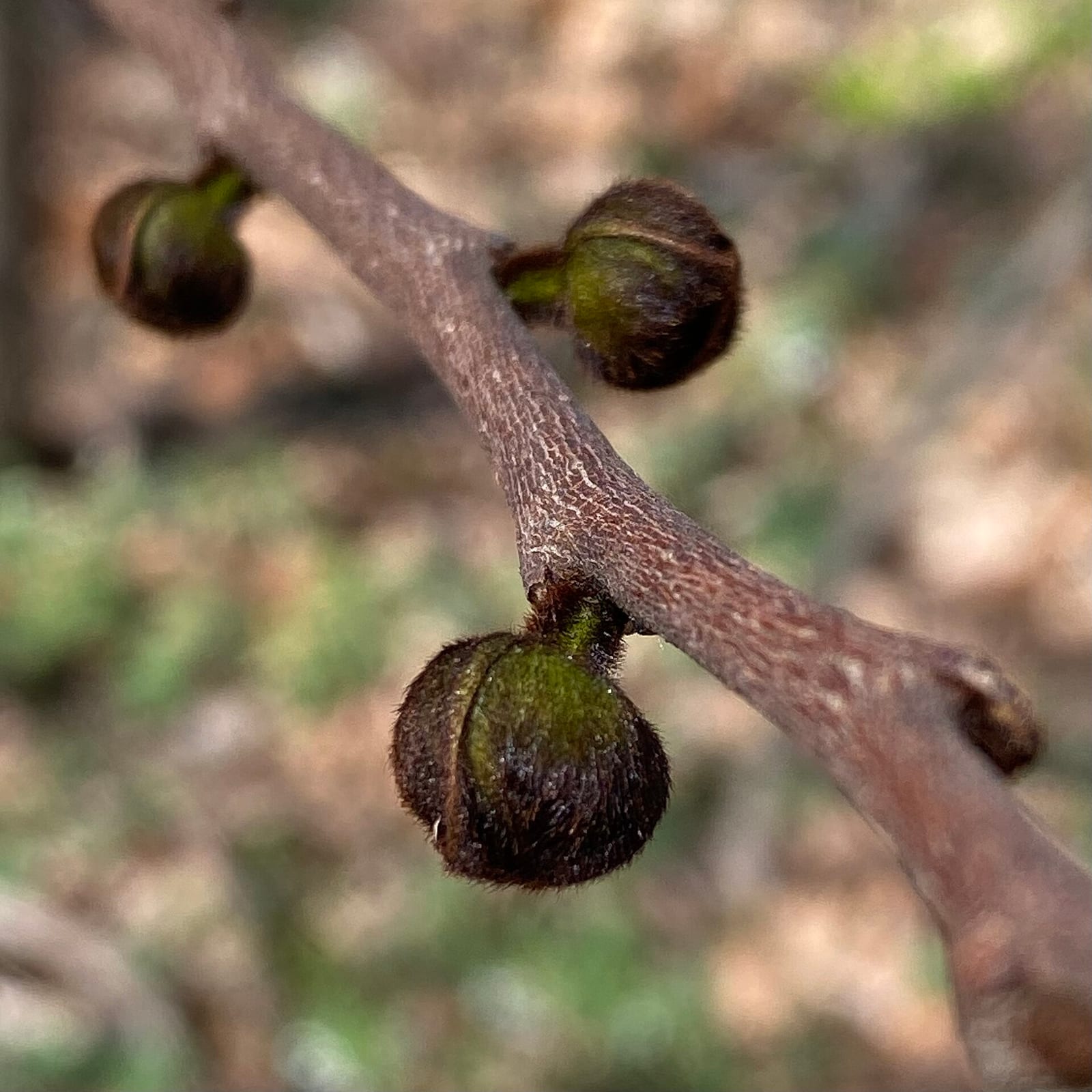 Pawpaw: Flower