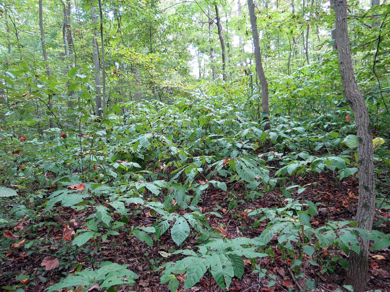 Pawpaw: Habitat