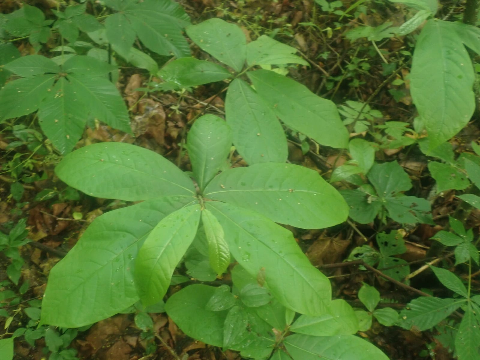 Pawpaw: Whole plant