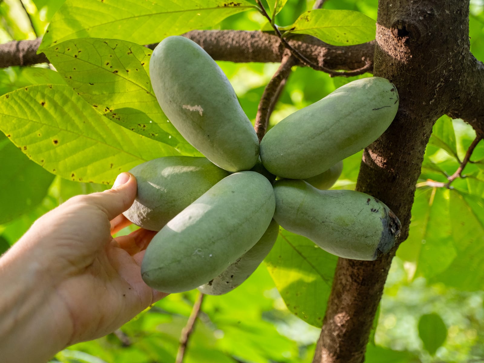 Pawpaw: Whole plant