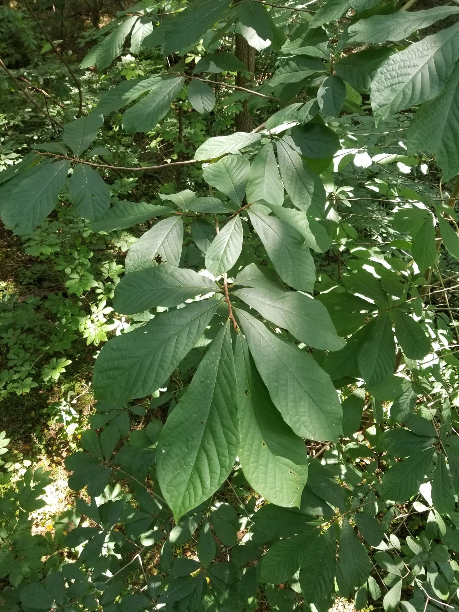 Pawpaw: Whole plant