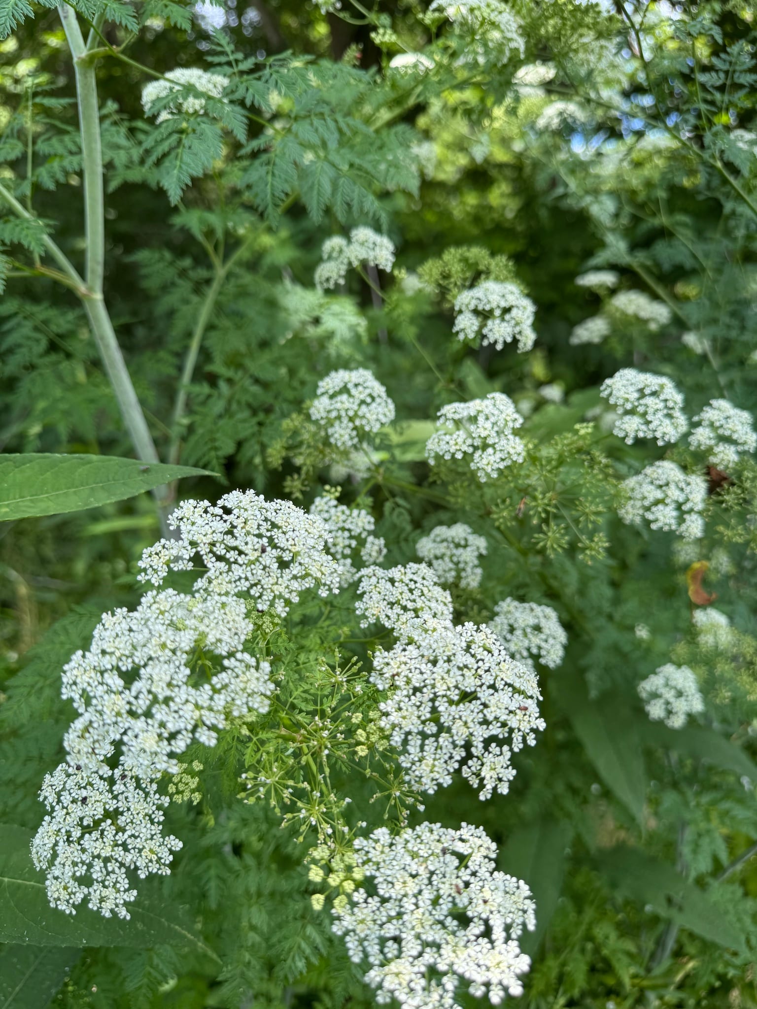 Poison hemlock: Flower