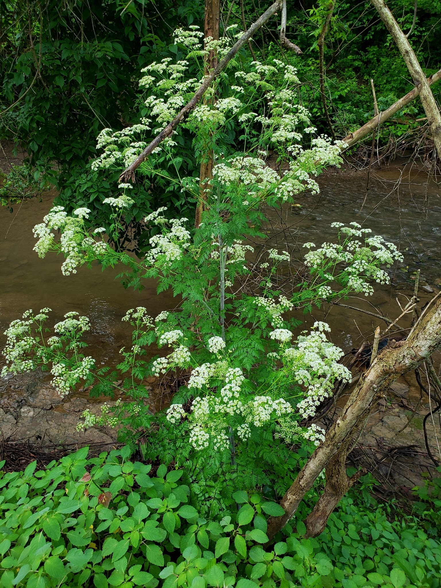 Poison hemlock: Habitat