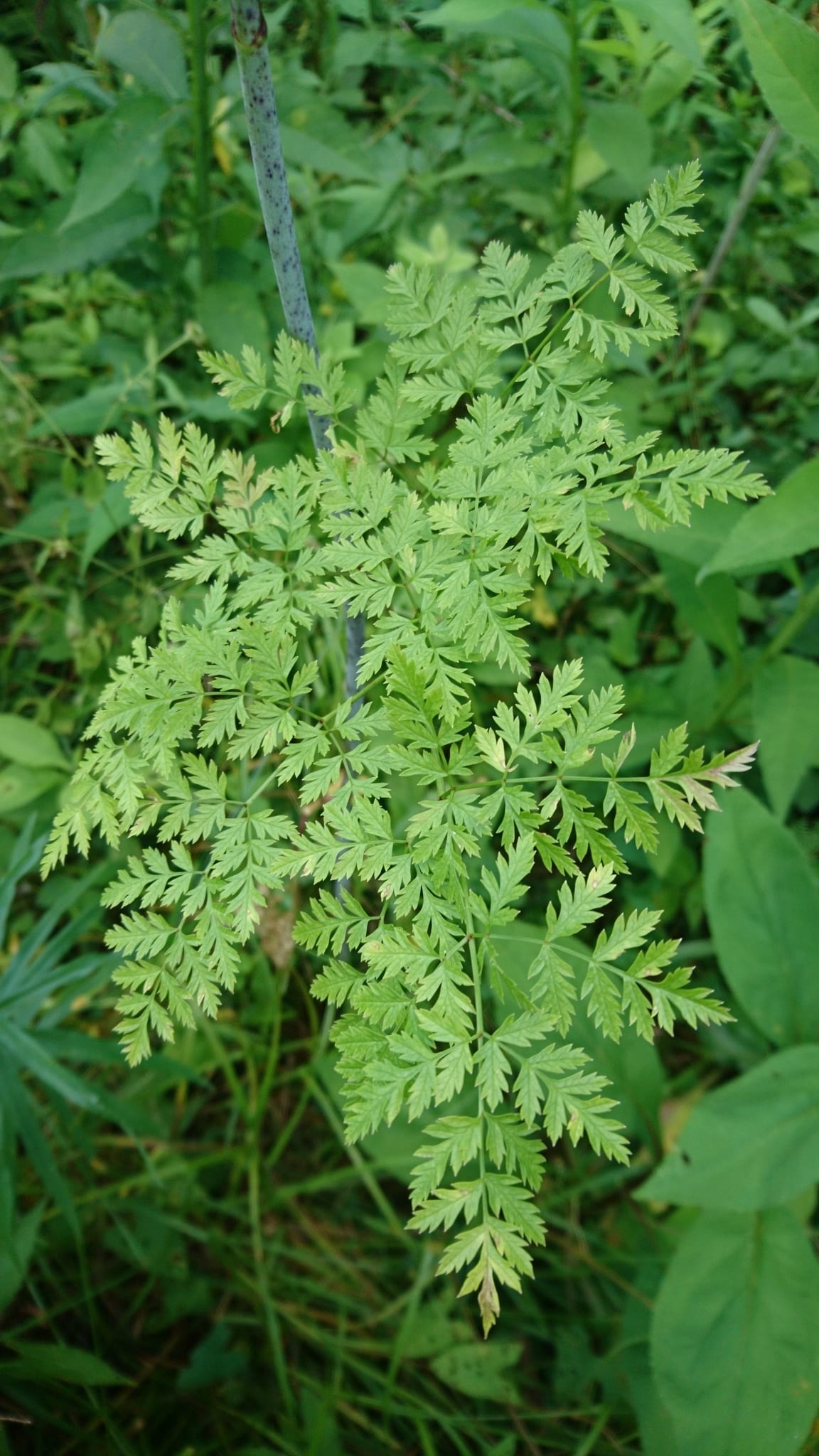 Poison hemlock: Leaf