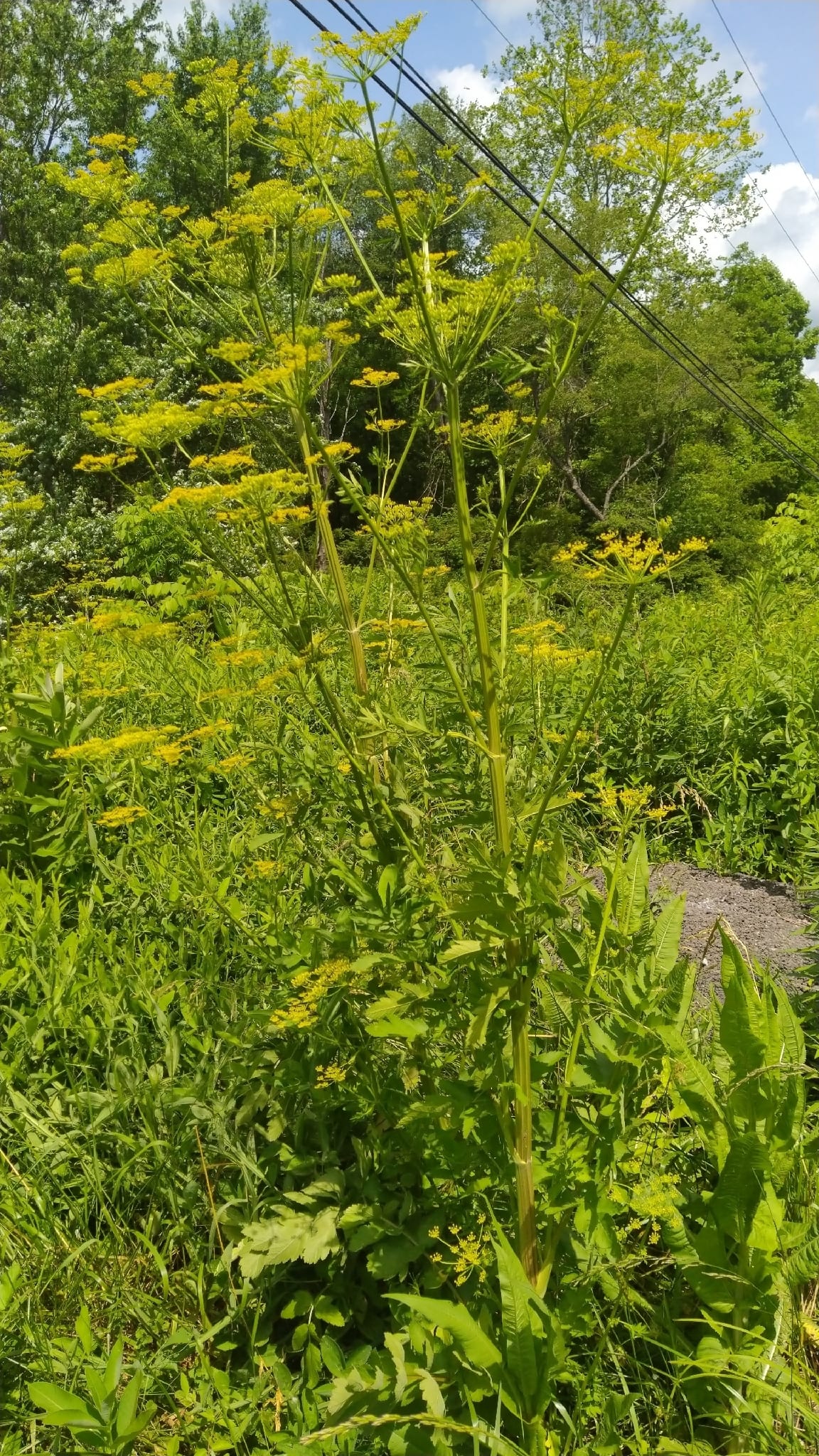 Poison hemlock: Look-alike side by side. Wild parsnip (Pastinaca sativa), a skin-irritant look-alike