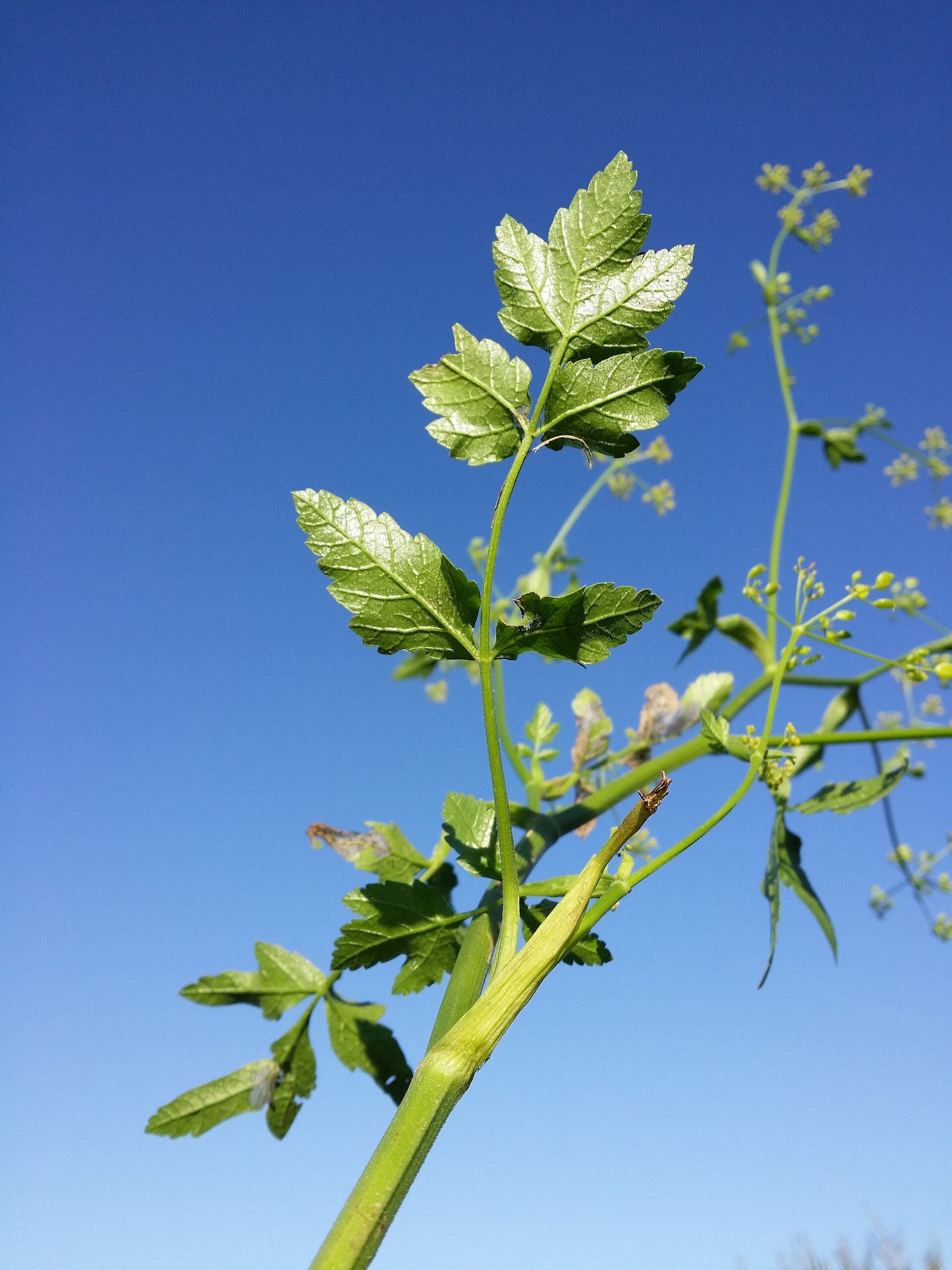 Poison hemlock: Look-alike side by side. Wild parsnip (Pastinaca sativa), a skin-irritant look-alike