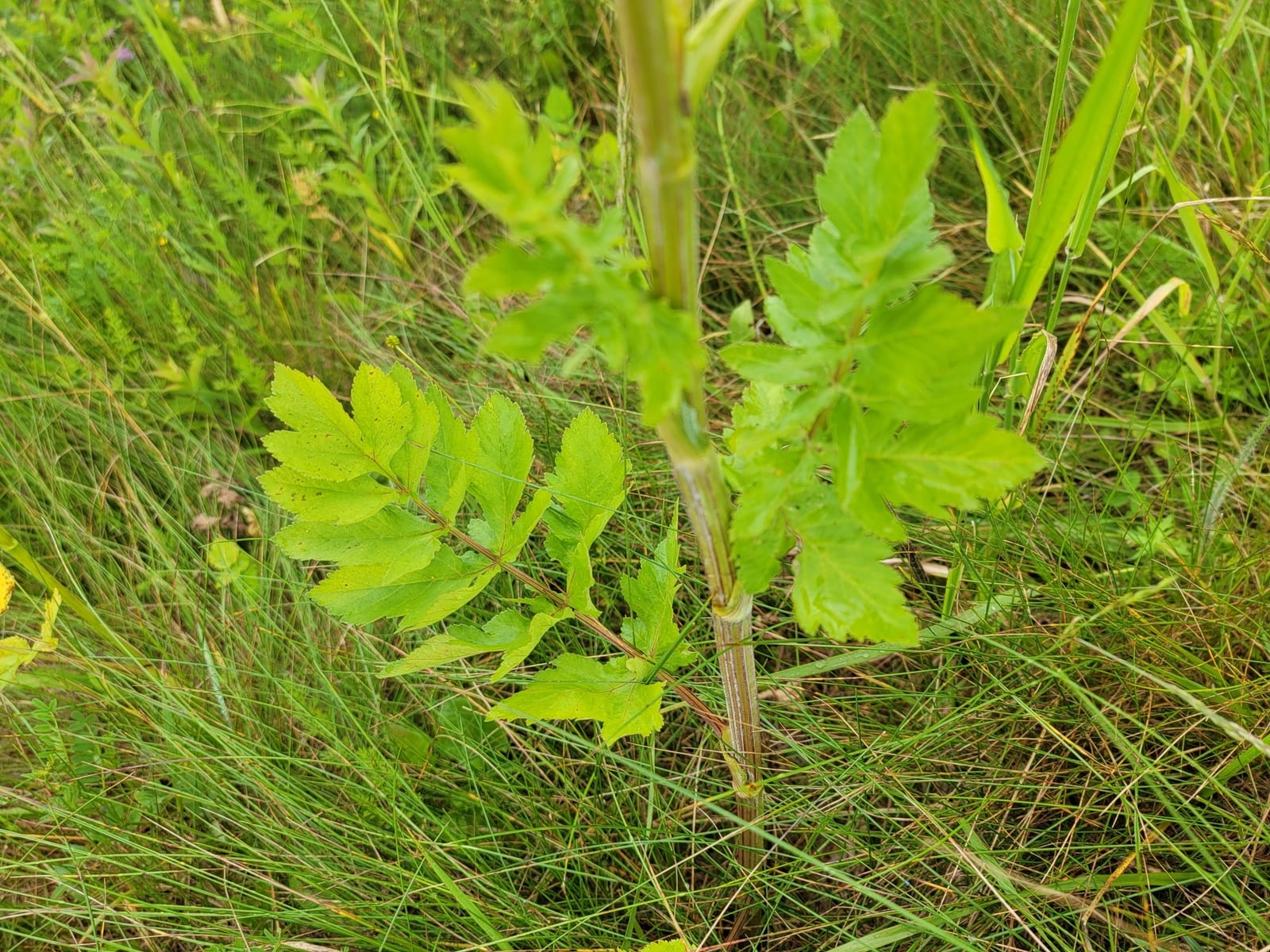 Poison hemlock: Look-alike side by side. Wild parsnip (Pastinaca sativa), a skin-irritant look-alike
