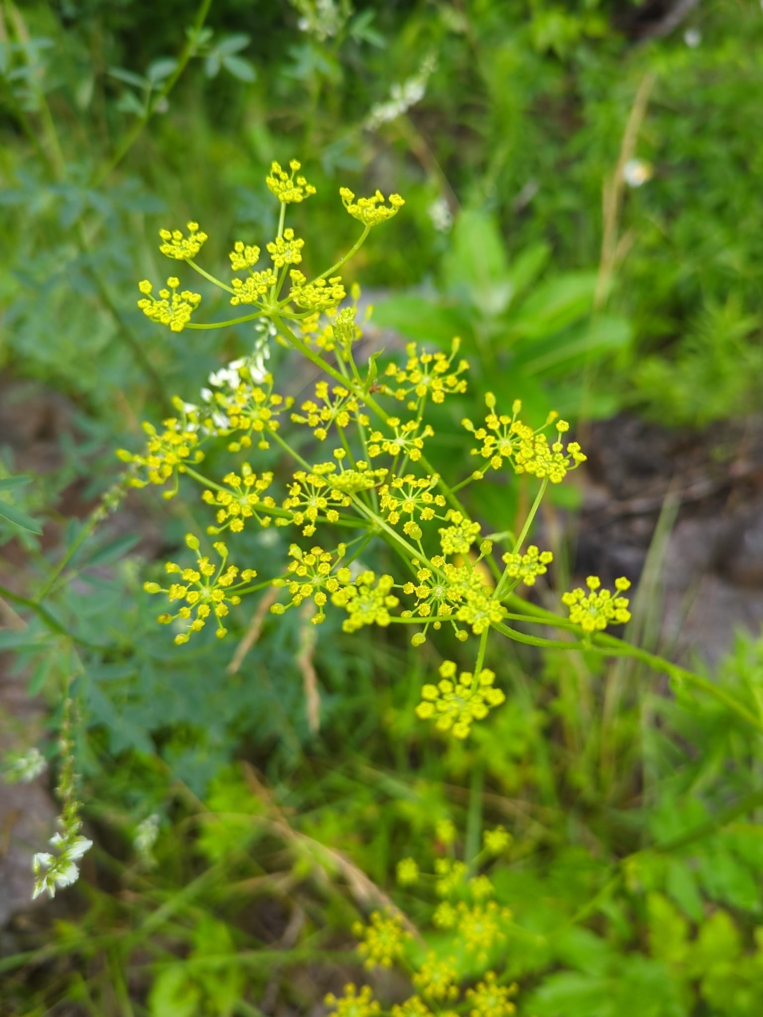 Poison hemlock: Look-alike side by side. Wild parsnip (Pastinaca sativa), a skin-irritant look-alike