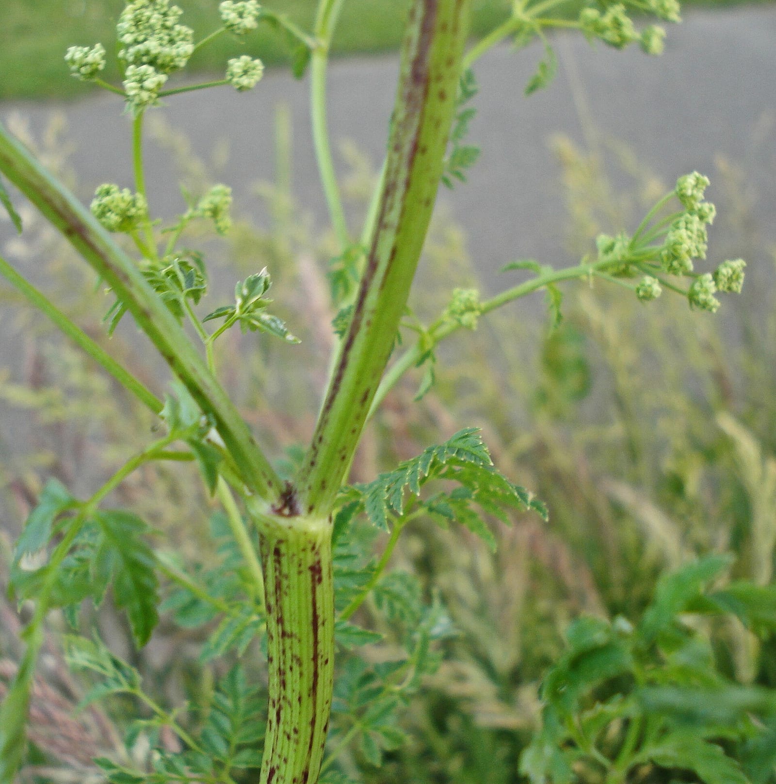 Poison hemlock: Photo. Smooth stem with purple-red streaks at a leaf node