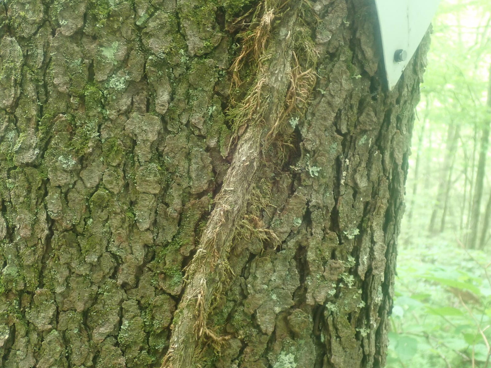 Poison ivy: Bark. Hairy climbing vine on a tree trunk