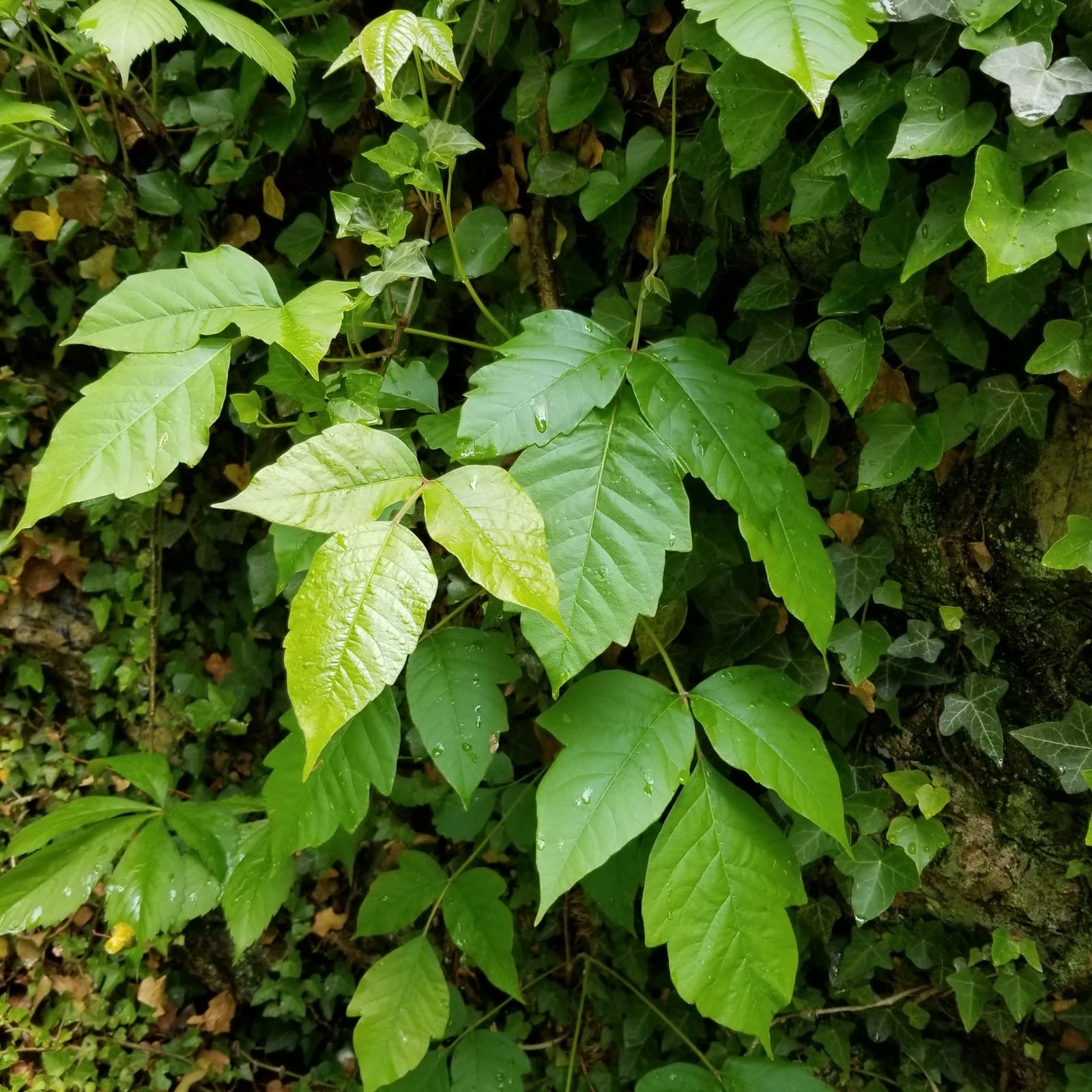 Poison ivy: Habitat