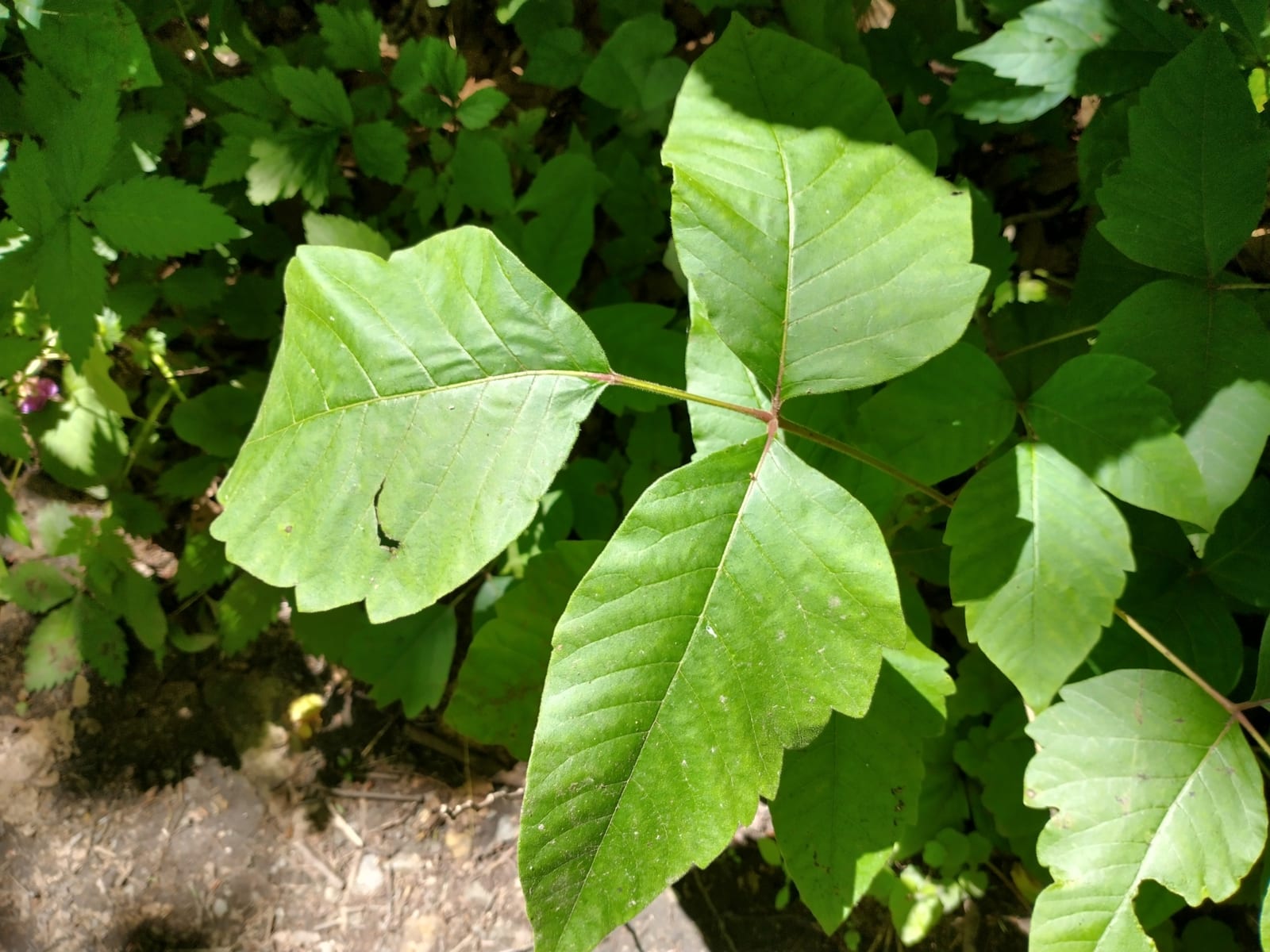 Poison ivy: Leaf