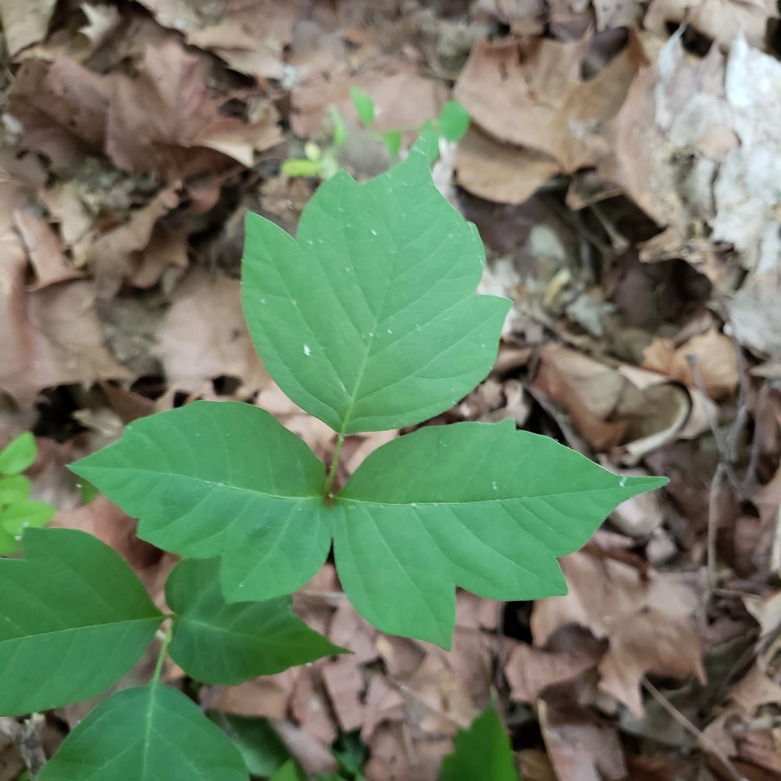 Poison ivy: Leaf