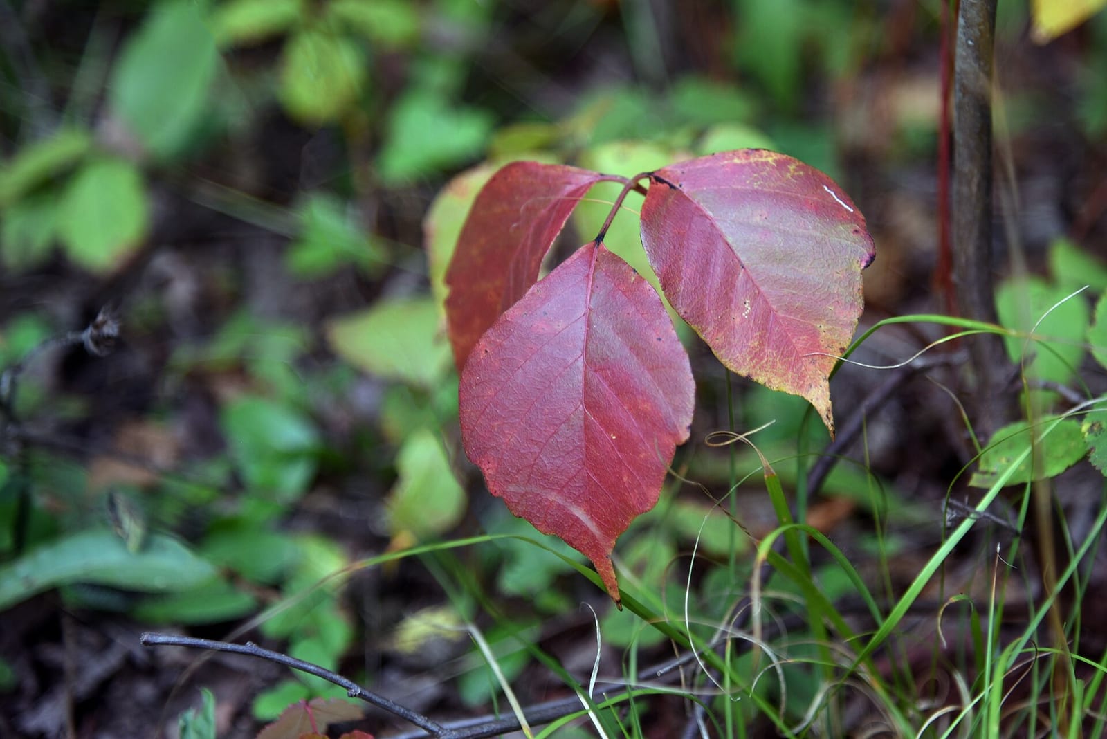 Poison ivy: Leaf