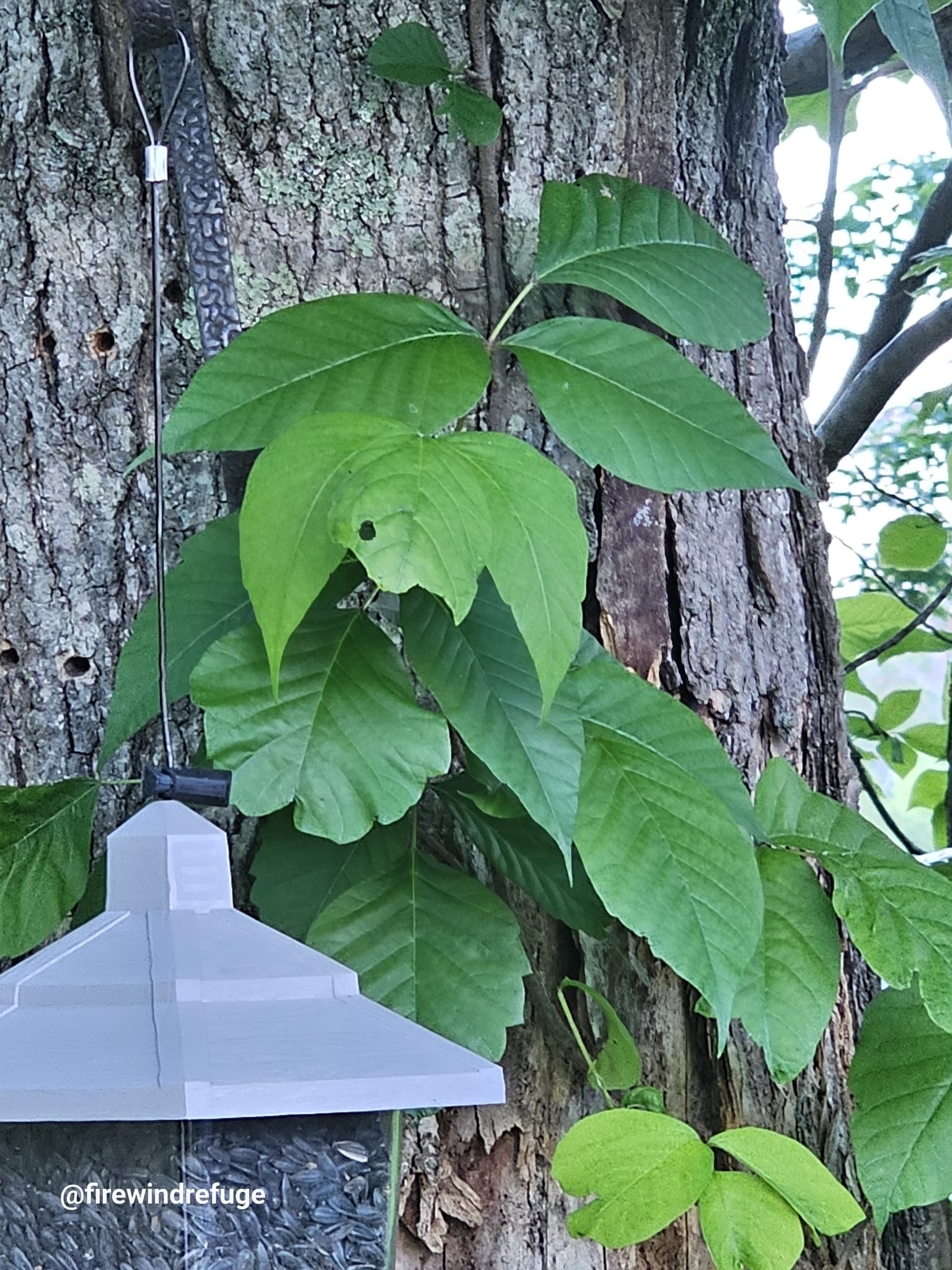 Poison ivy: Whole plant