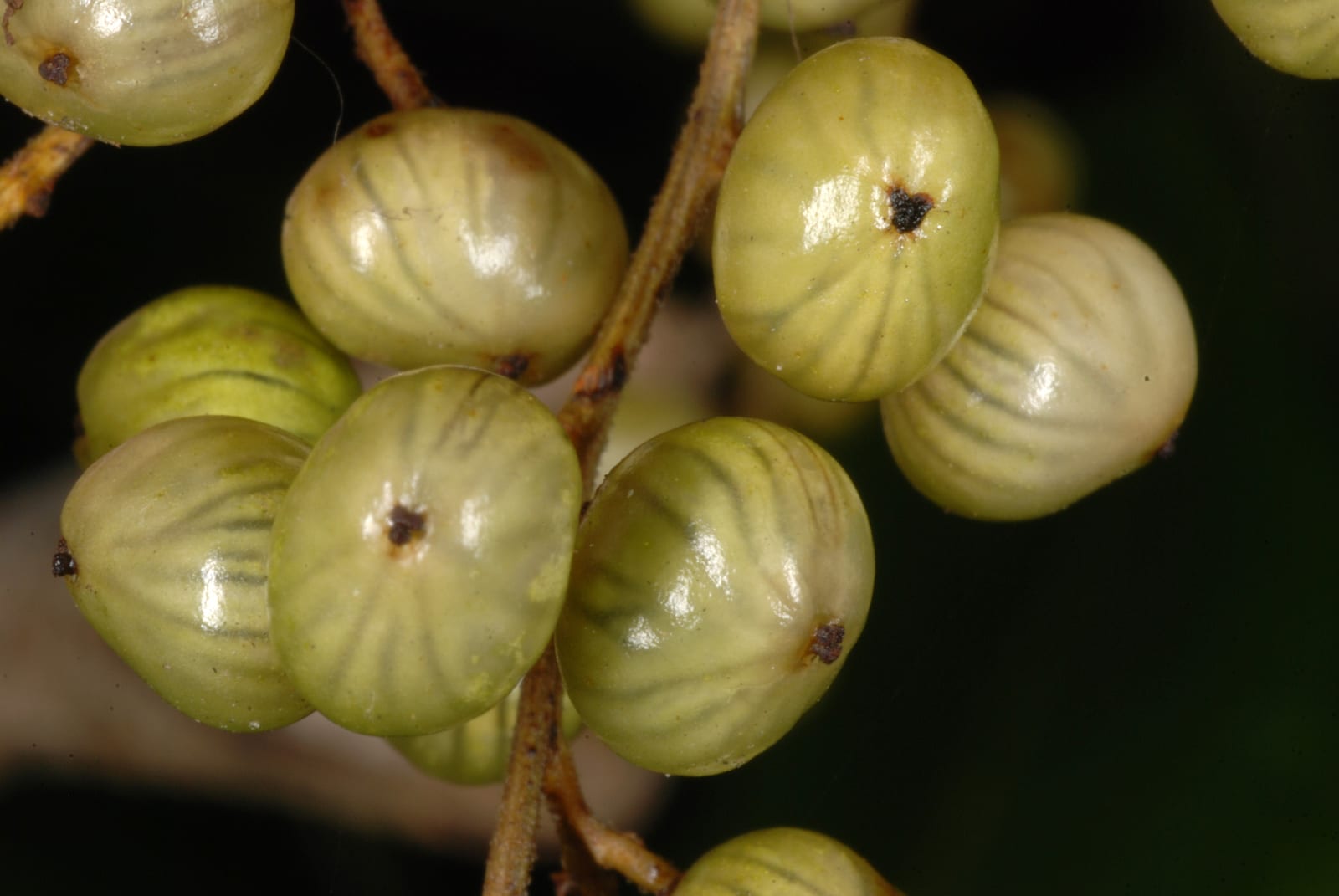 Poison sumac: Fruit or seed