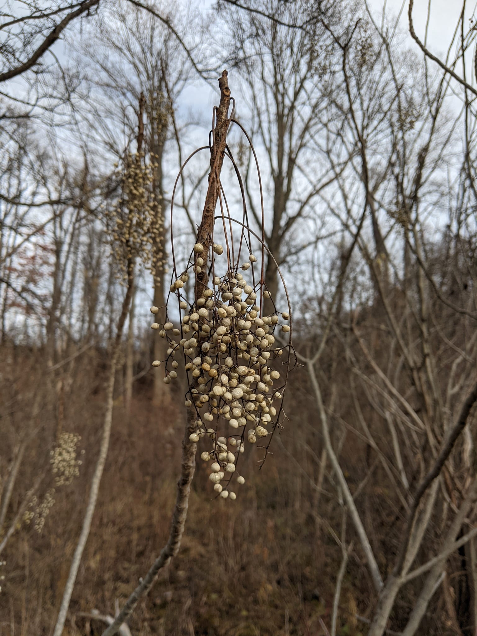 Poison sumac: Fruit or seed. Drooping clusters of whitish berries (winter)