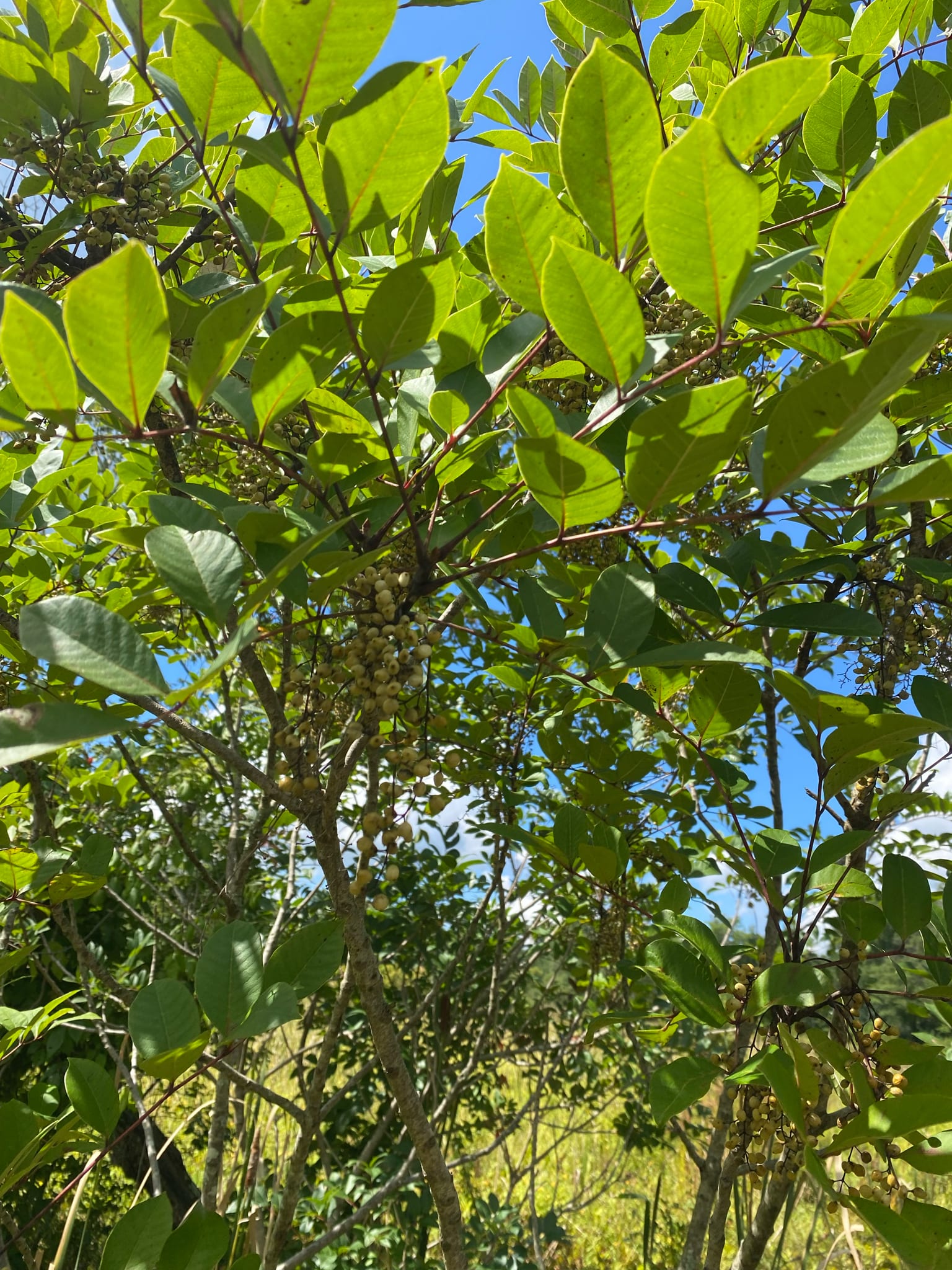 Poison sumac: Habitat