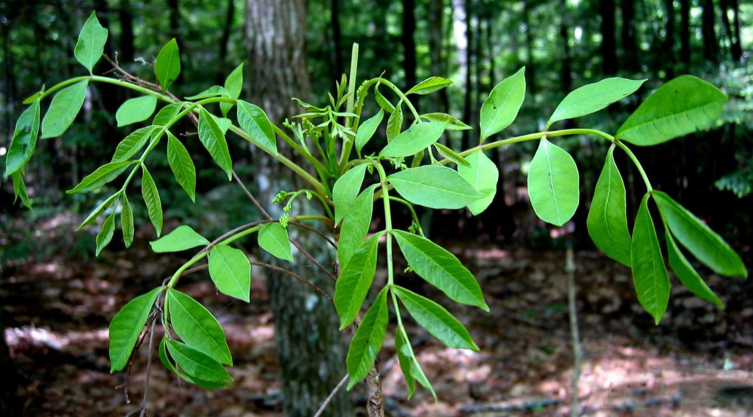 Poison sumac: Leaf