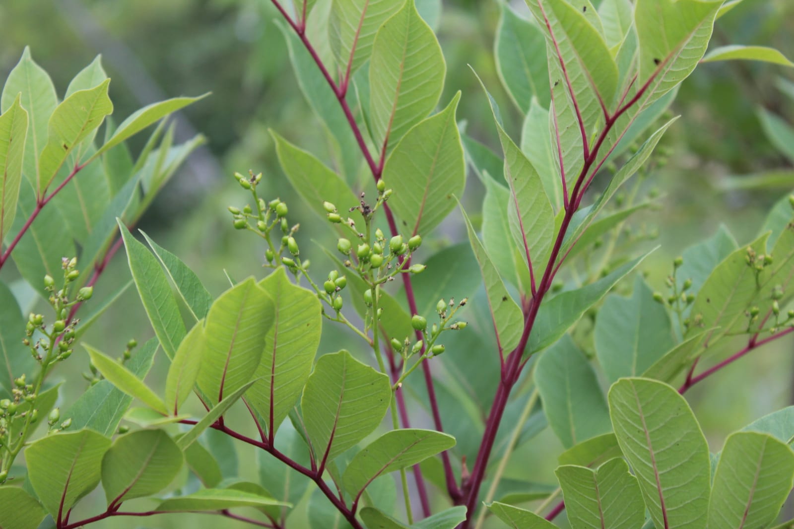 Poison sumac: Leaf. Smooth-edged leaflets on red-tinged leaf stalks