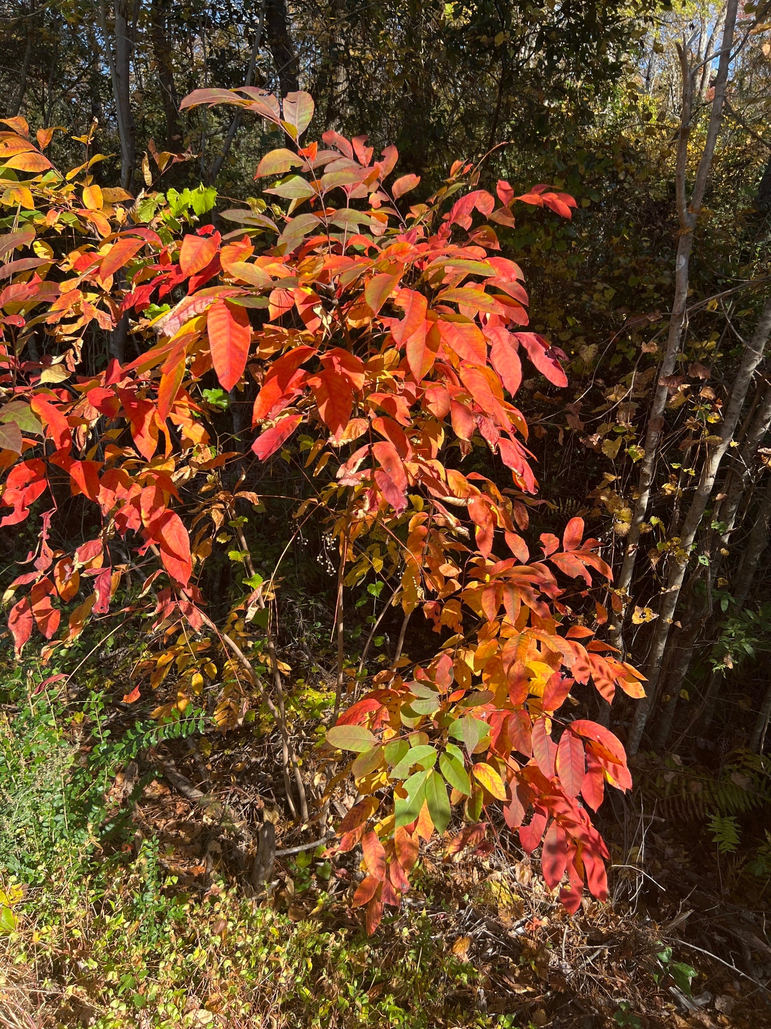 Poison sumac: Whole plant