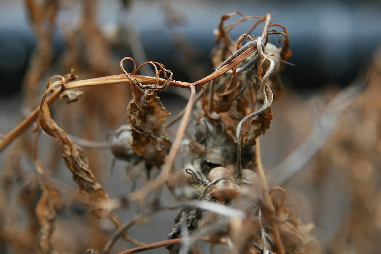 Poke shoots (poke sallet): Root or base