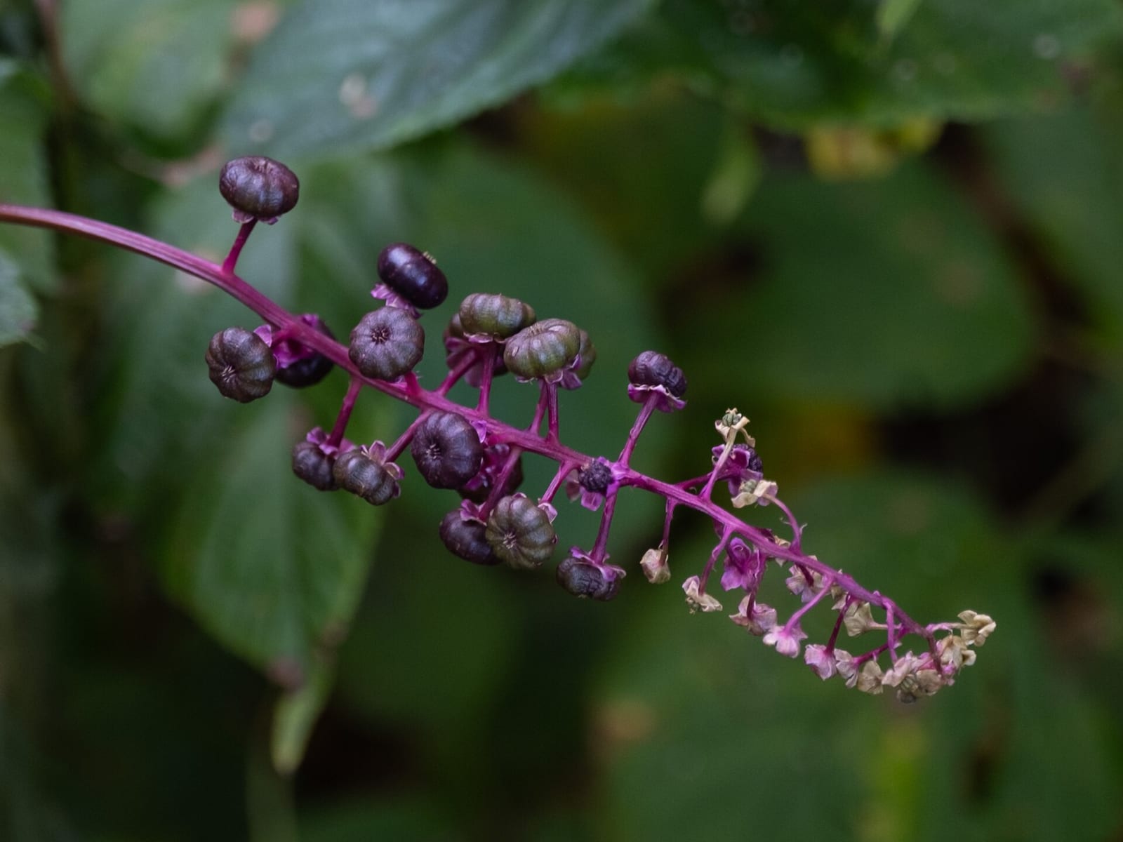 Poke shoots (poke sallet): Whole plant