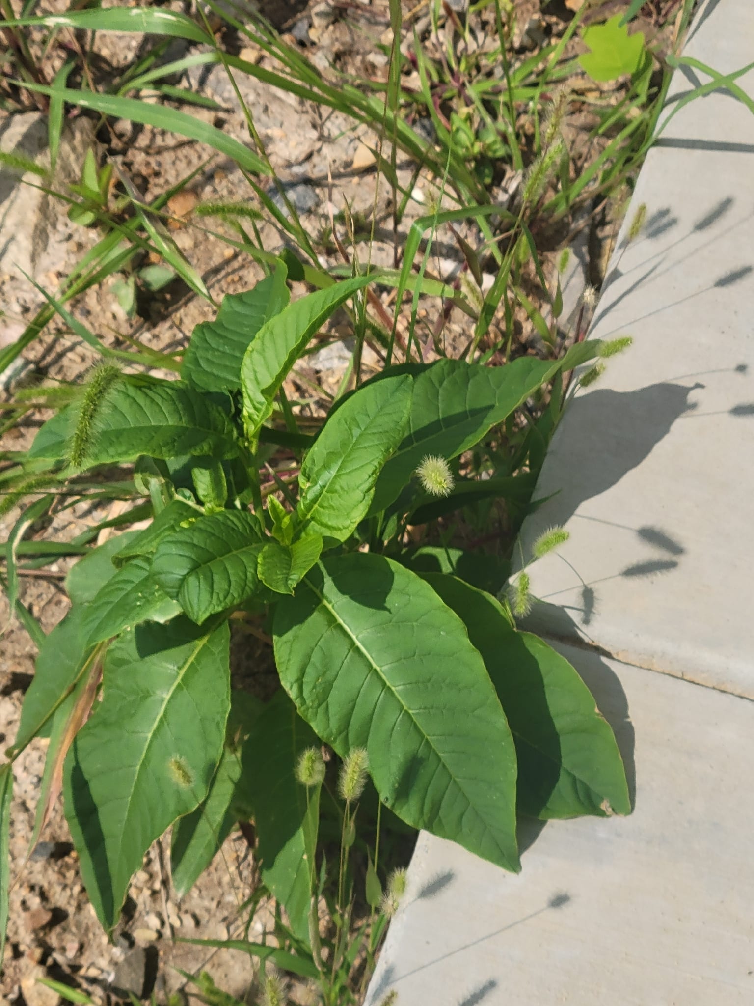 Poke shoots (poke sallet): Whole plant