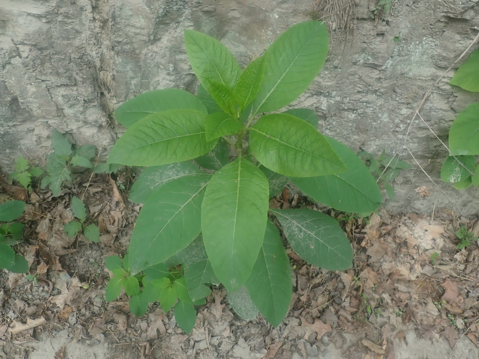 Poke shoots (poke sallet): Whole plant
