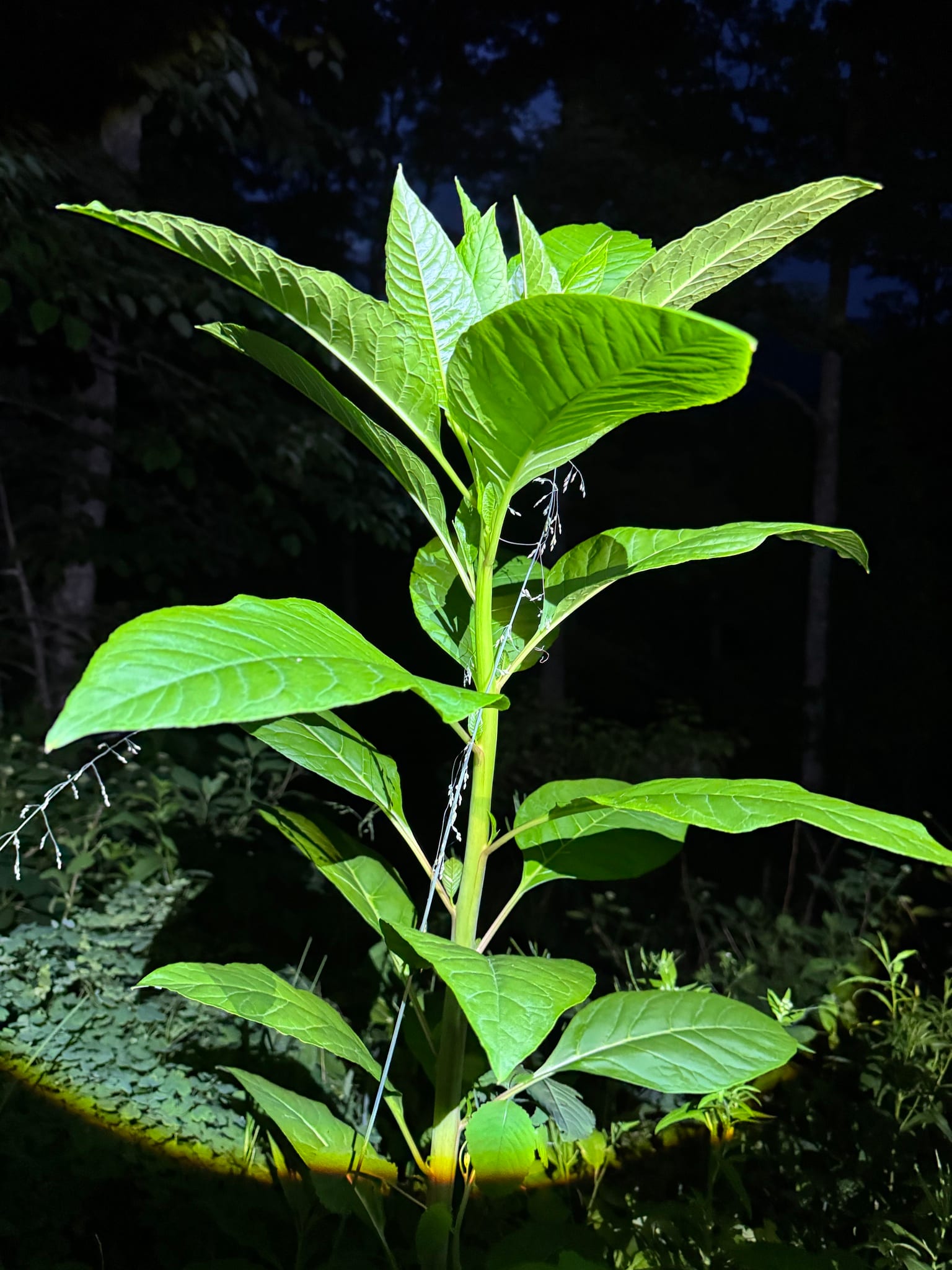 Poke shoots (poke sallet): Whole plant