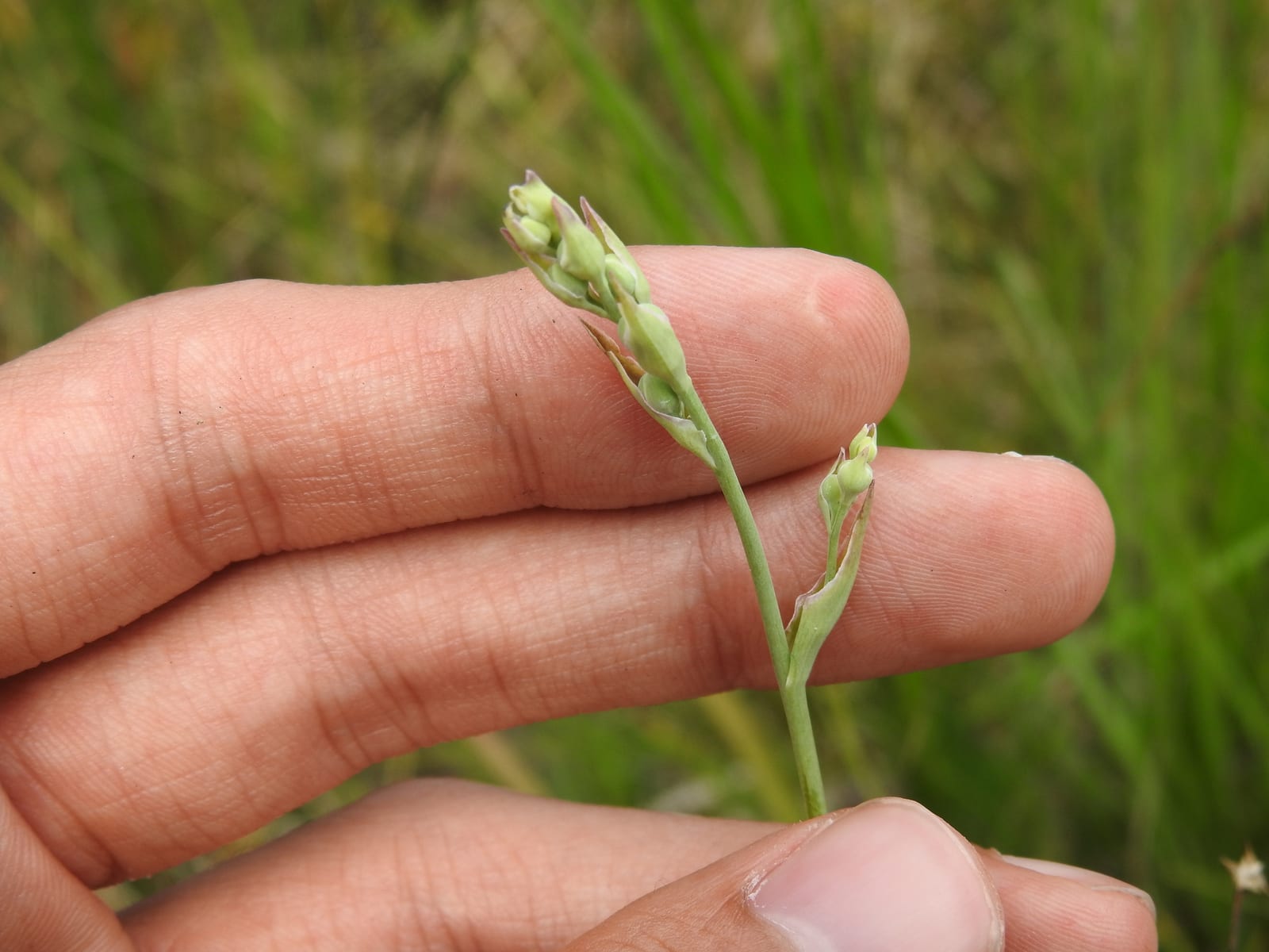 Ramps: Look-alike side by side. Death camas (Anticlea / Zigadenus species), a deadly look-alike