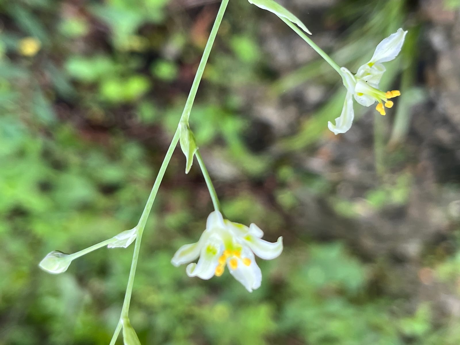 Ramps: Look-alike side by side. Death camas (Anticlea / Zigadenus species), a deadly look-alike