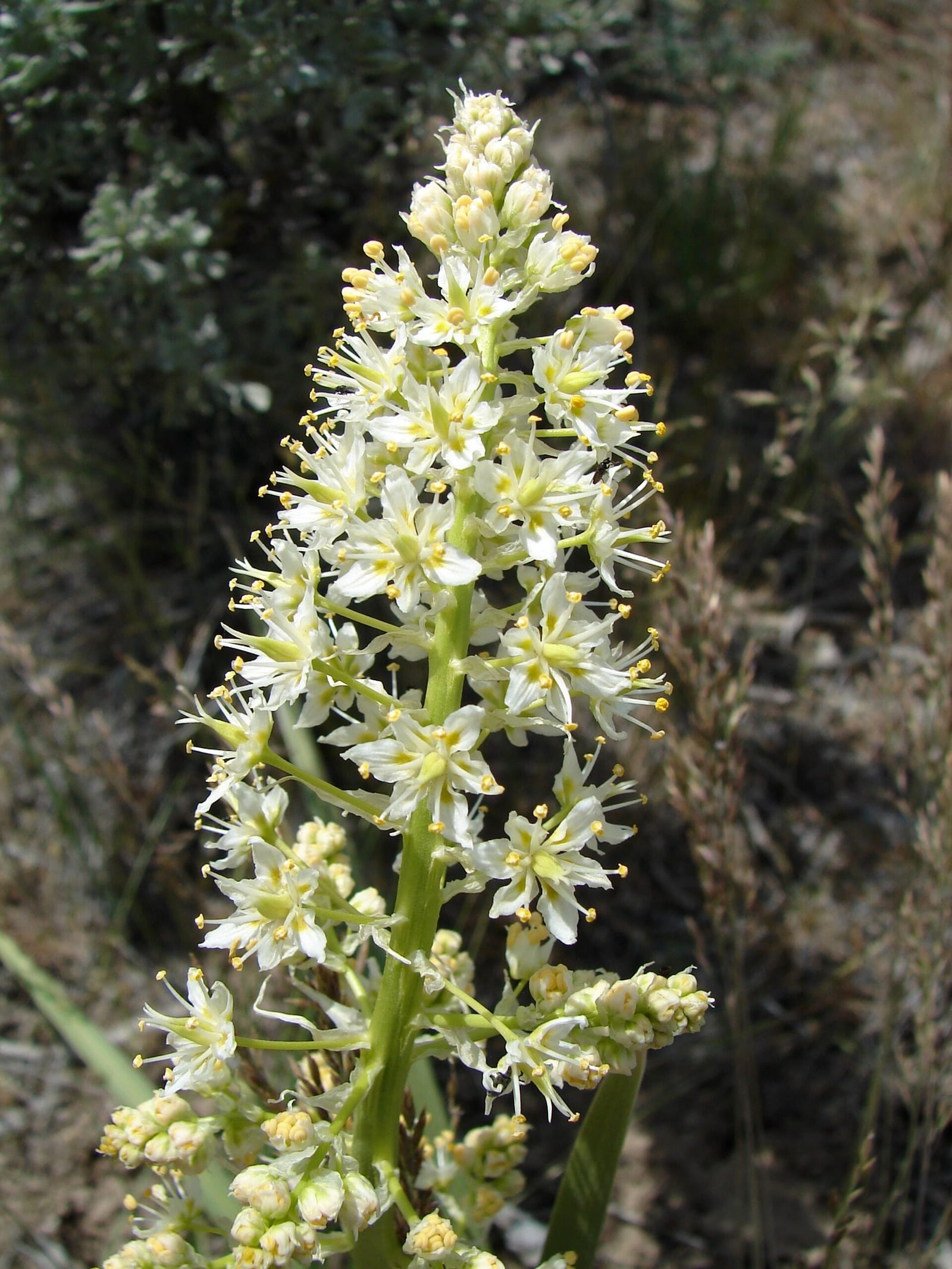 Ramps: Look-alike side by side. Death camas (Anticlea / Zigadenus species), a deadly look-alike