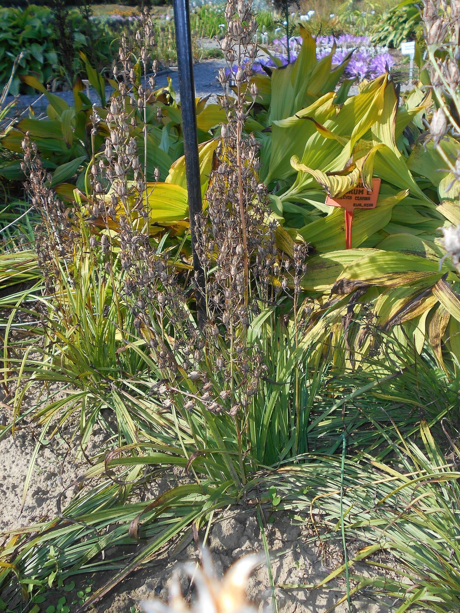 Ramps: Look-alike side by side. Death camas (Anticlea / Zigadenus species), a deadly look-alike