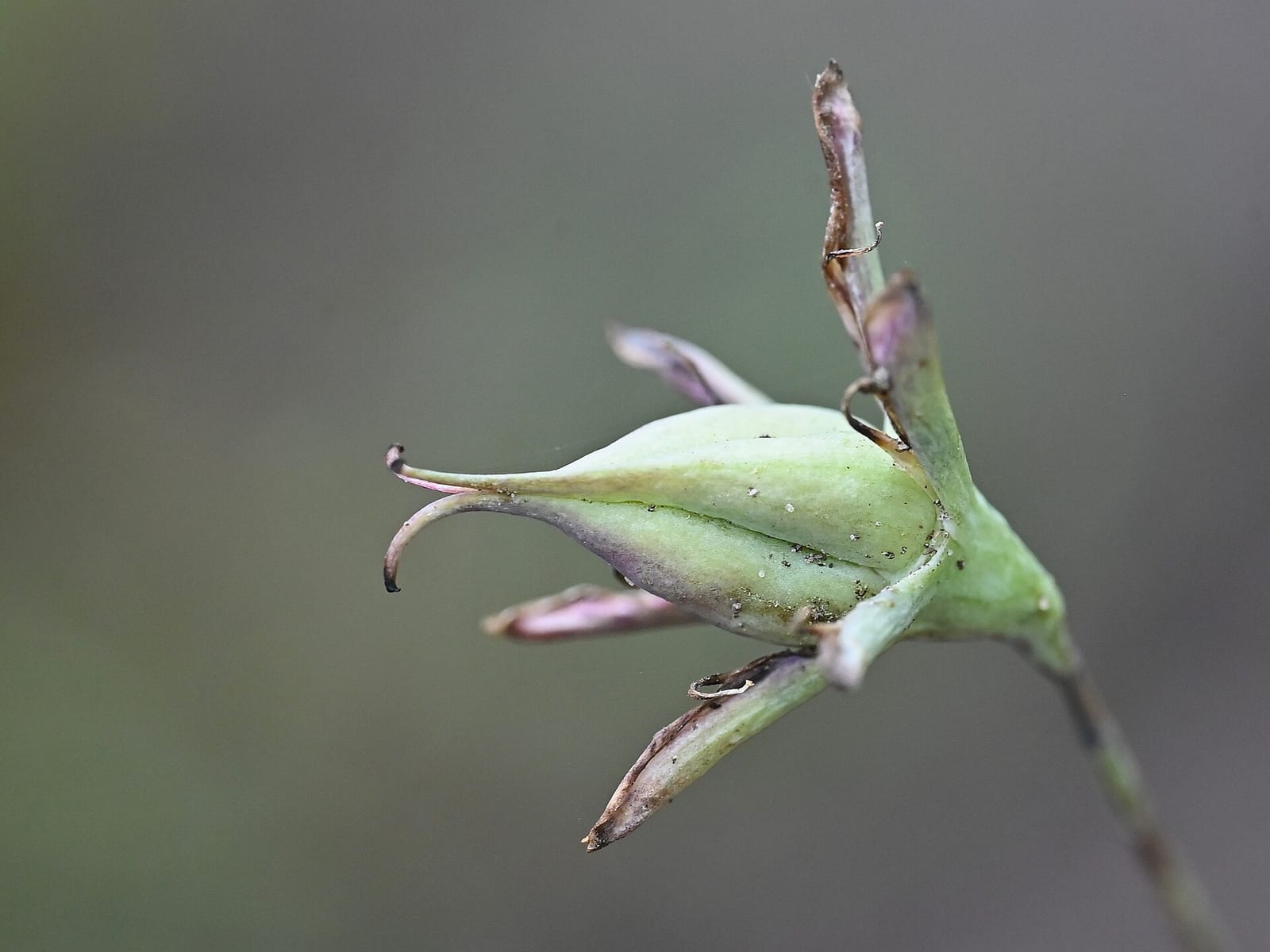 Ramps: Look-alike side by side. Death camas (Anticlea / Zigadenus species), a deadly look-alike