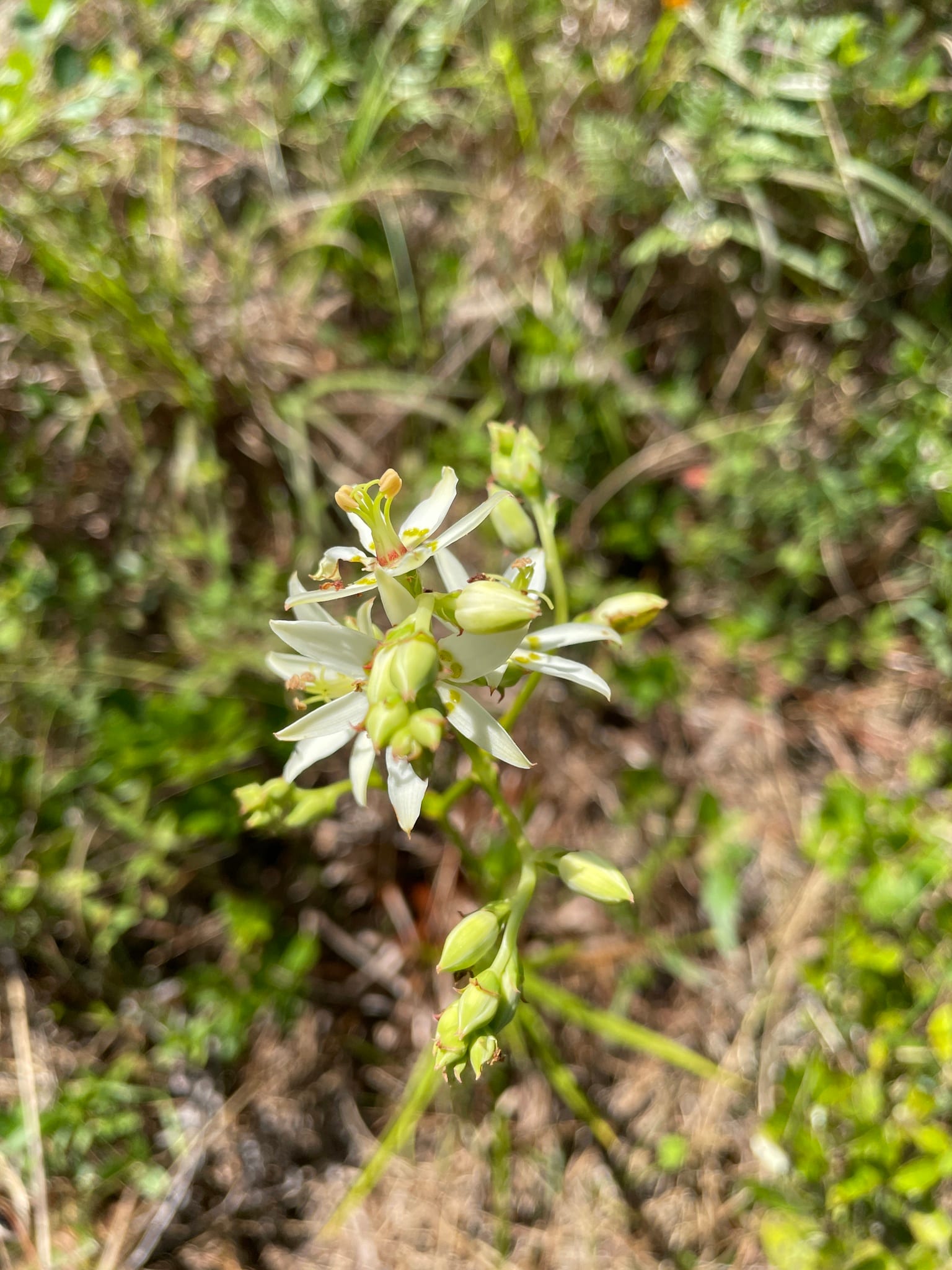 Ramps: Look-alike side by side. Death camas (Anticlea / Zigadenus species), a deadly look-alike