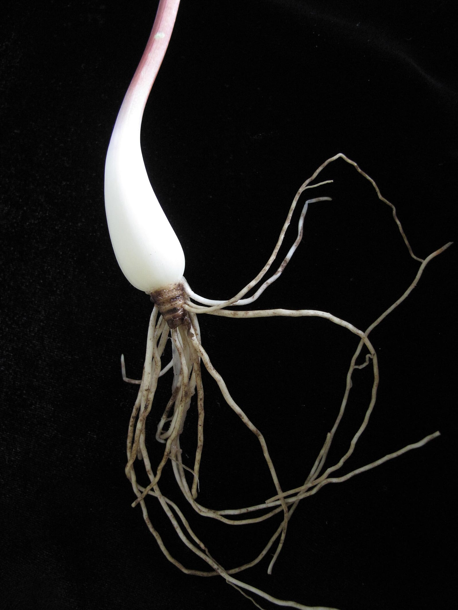 Ramps: Root or base