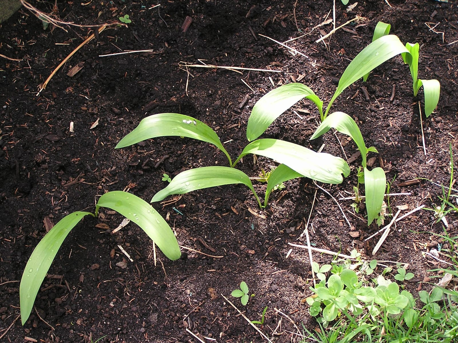 Ramps: Whole plant