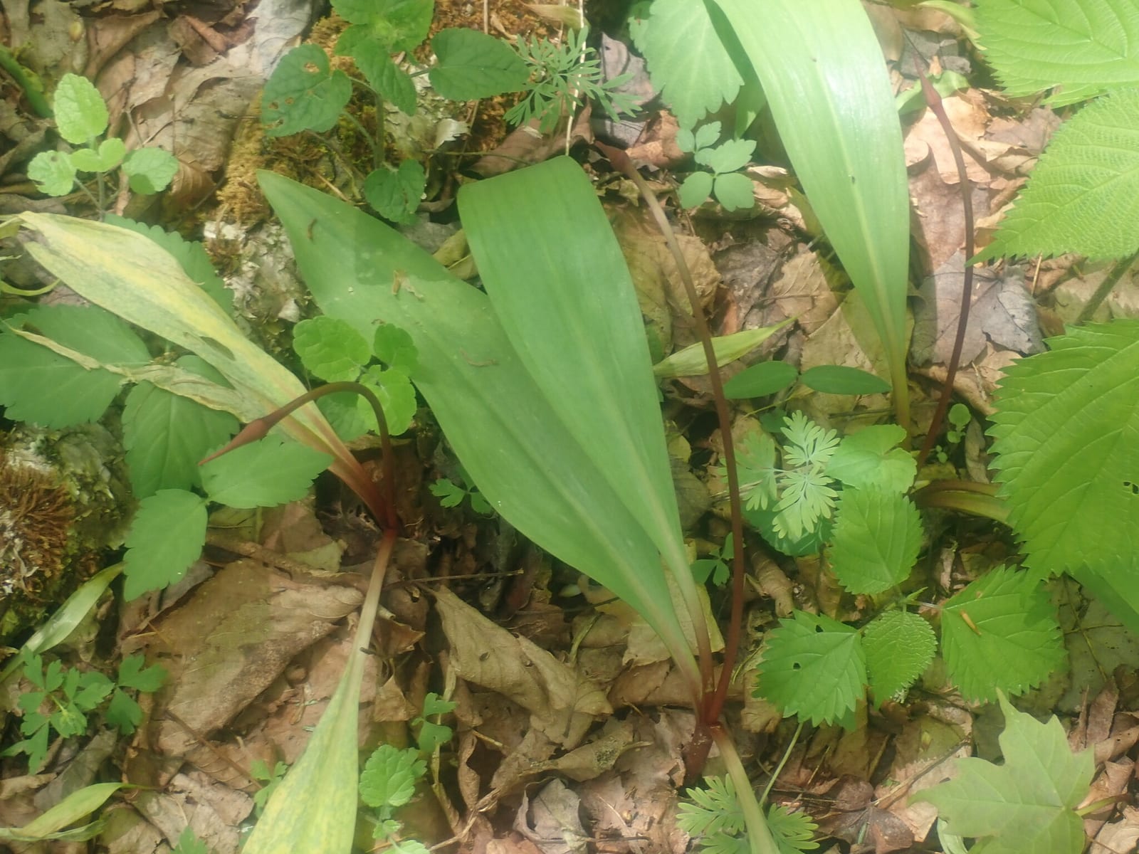Ramps: Whole plant