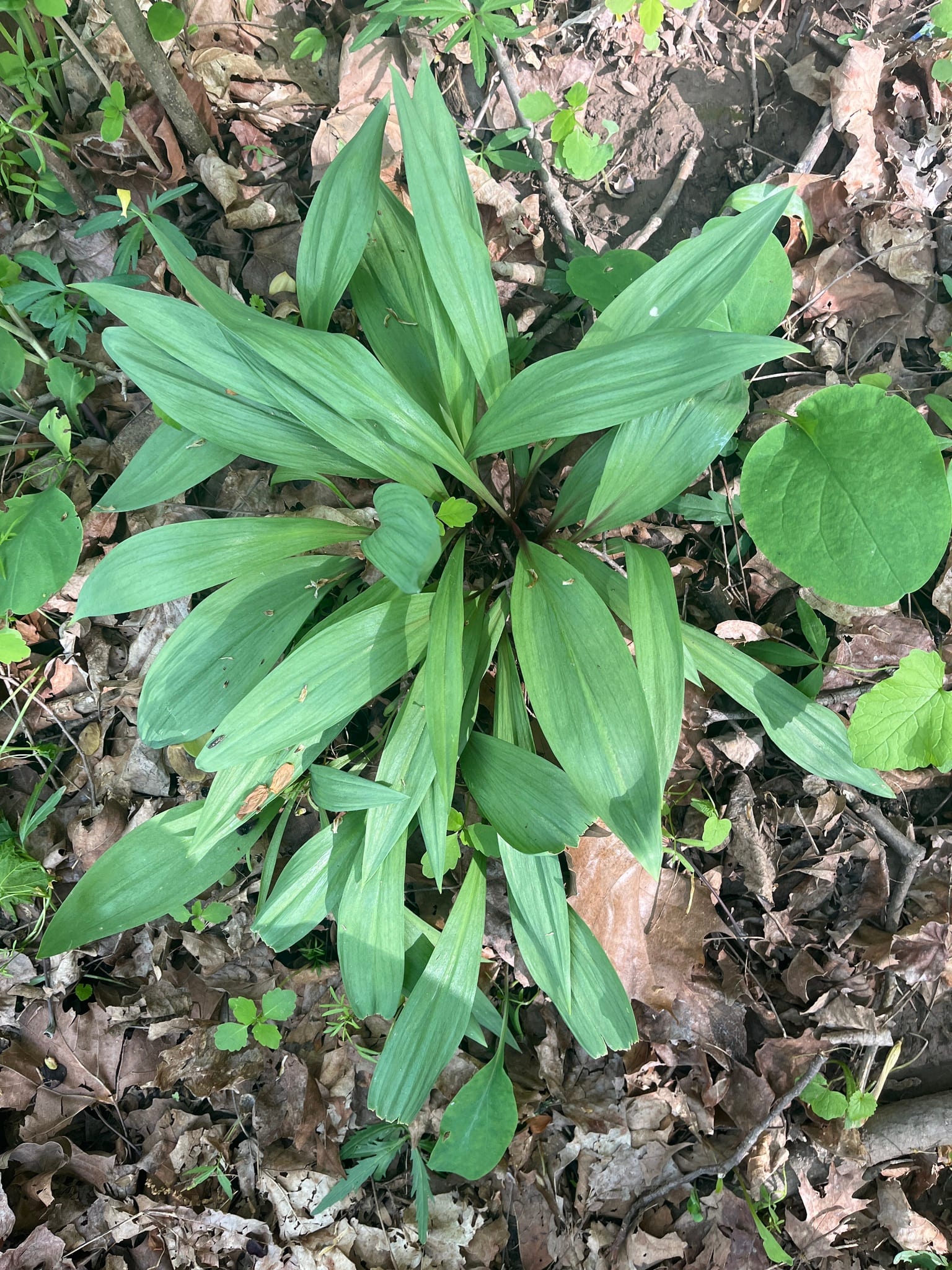 Ramps: Whole plant
