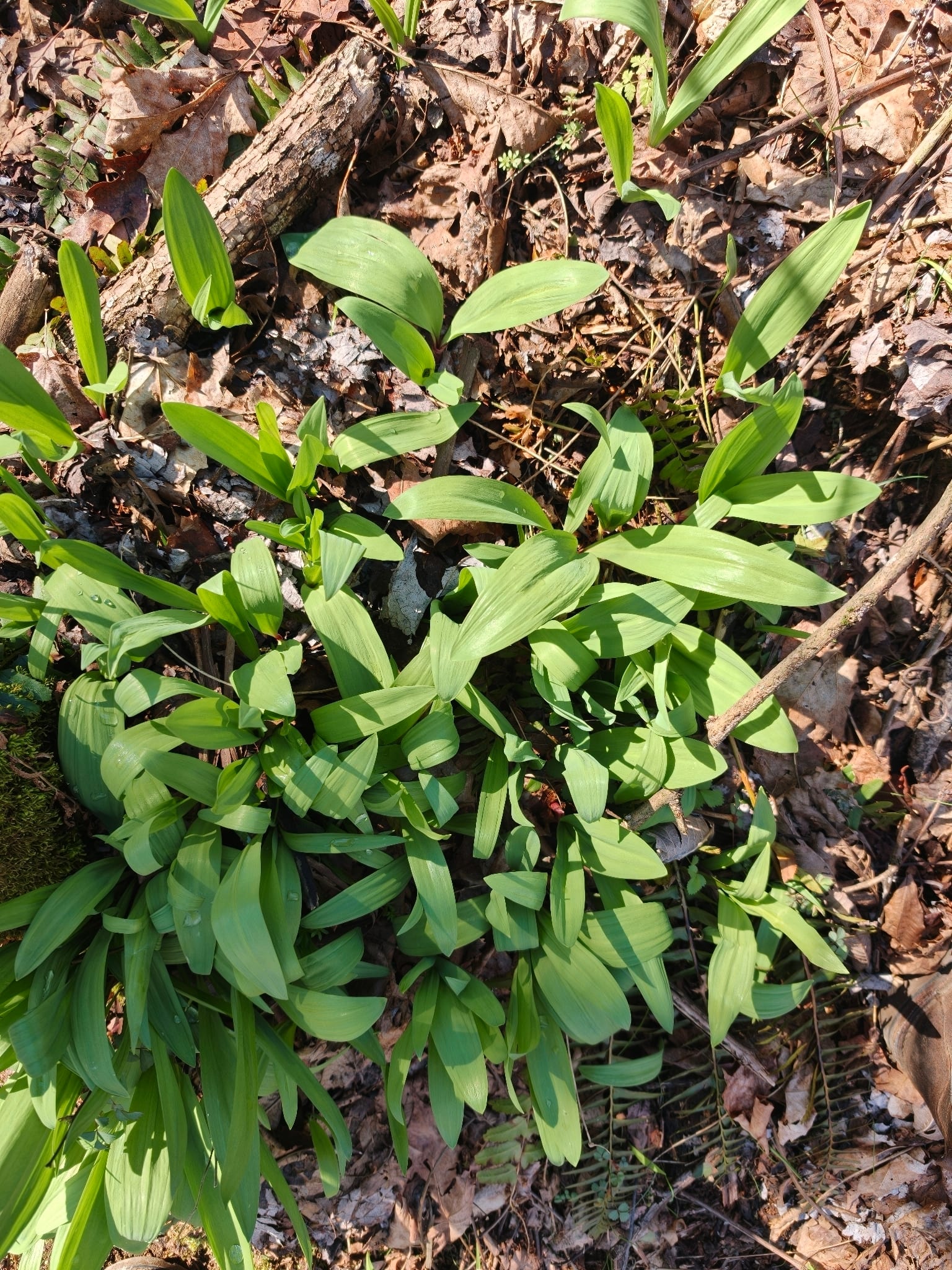 Ramps: Whole plant