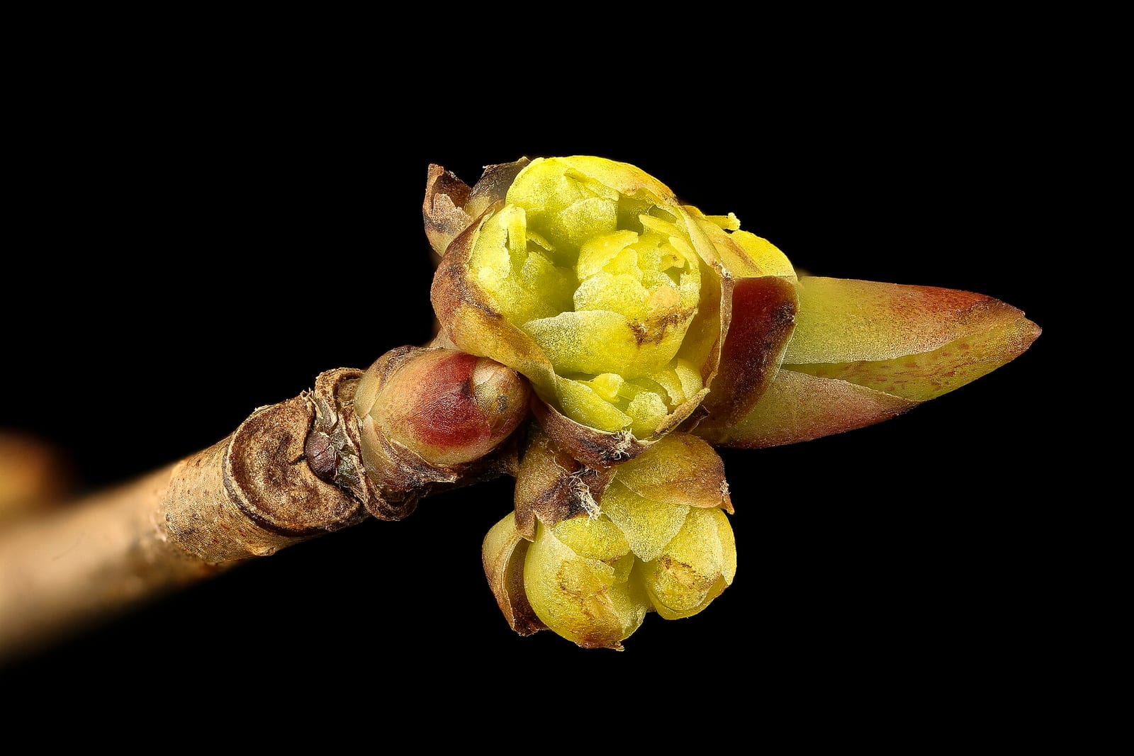 Spicebush: Flower
